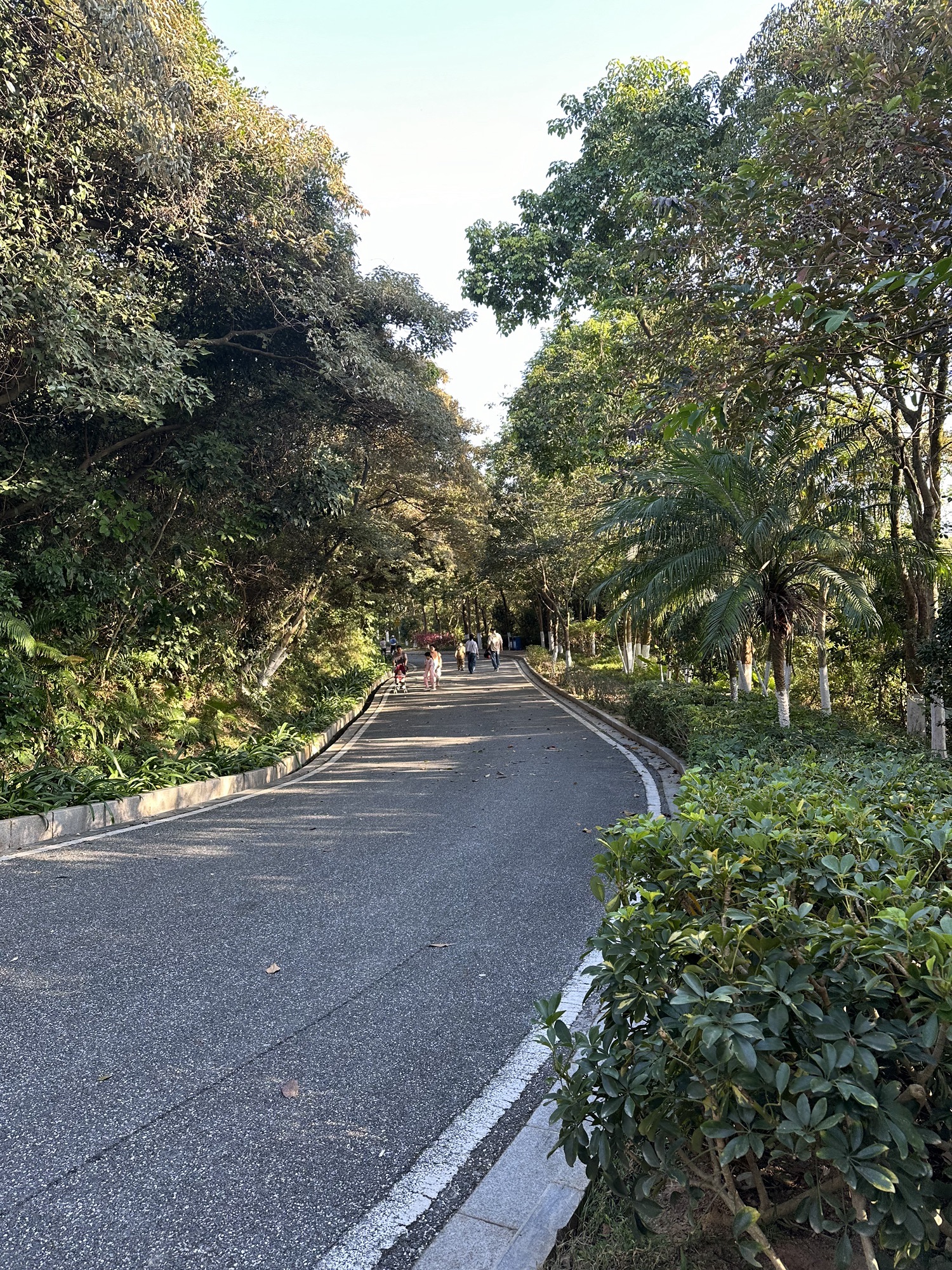 蝴蝶洲公园旅行图片 2