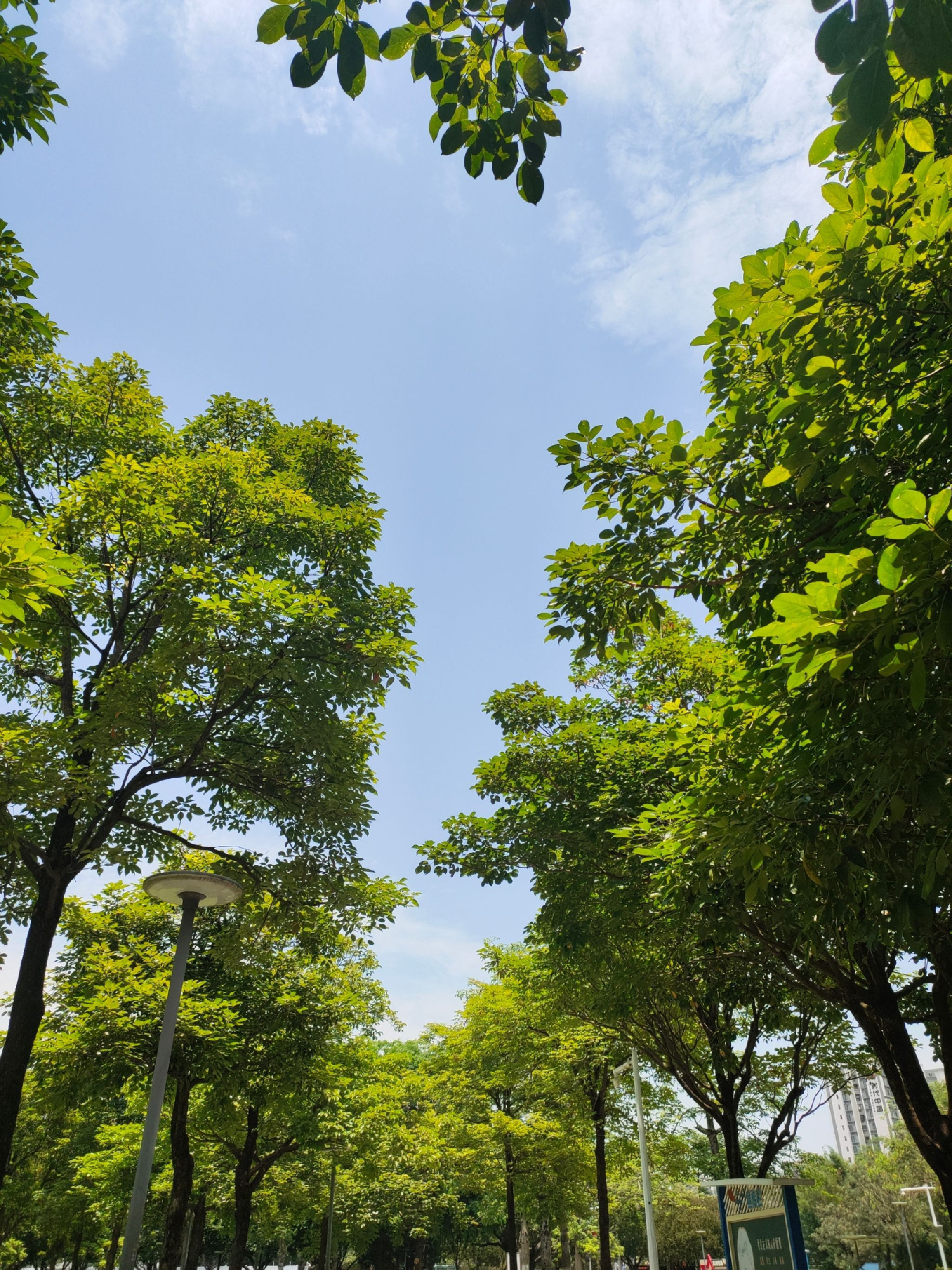 蝴蝶洲公园旅行图片 3