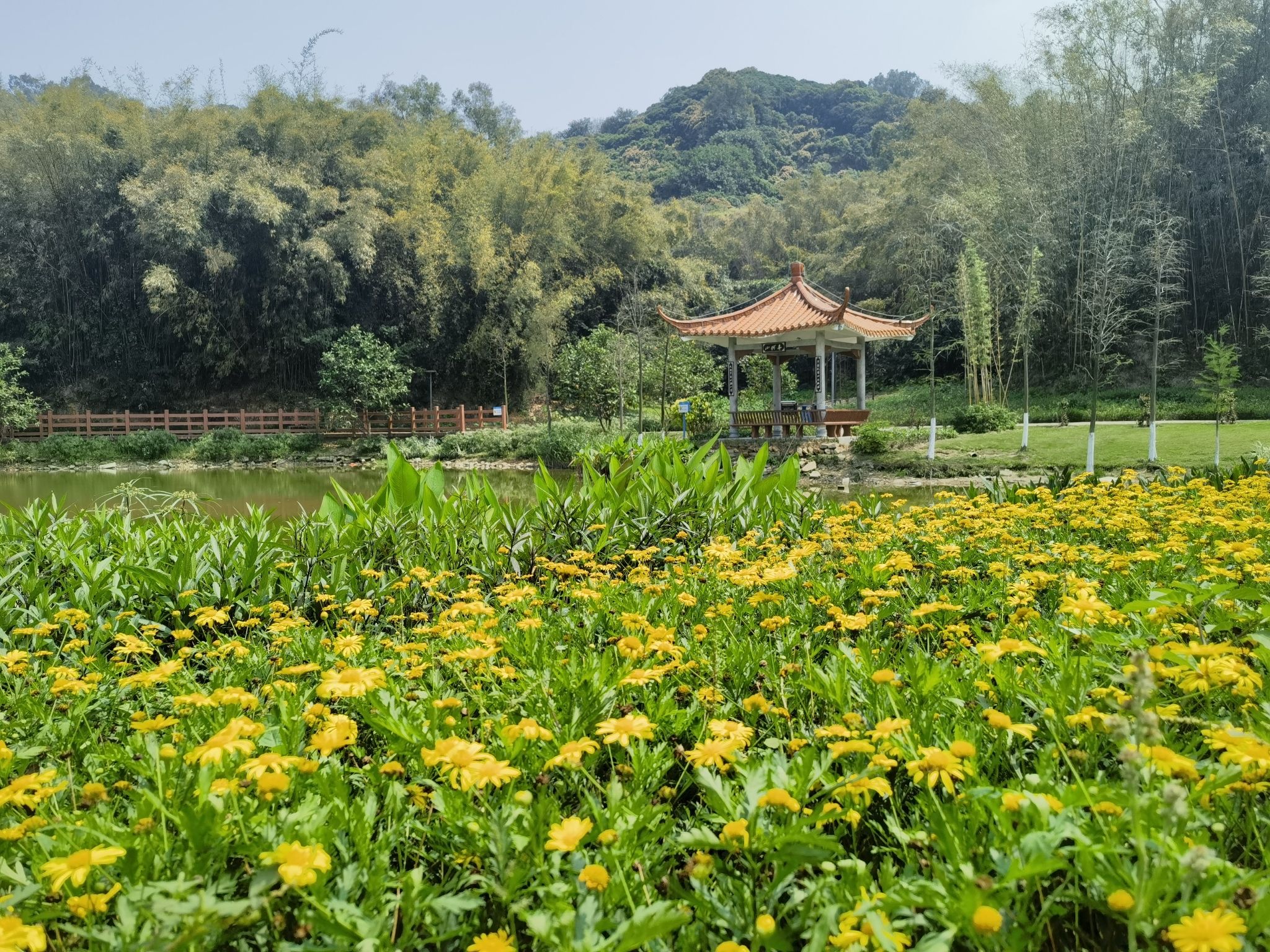 蝴蝶洲公园旅行图片 3