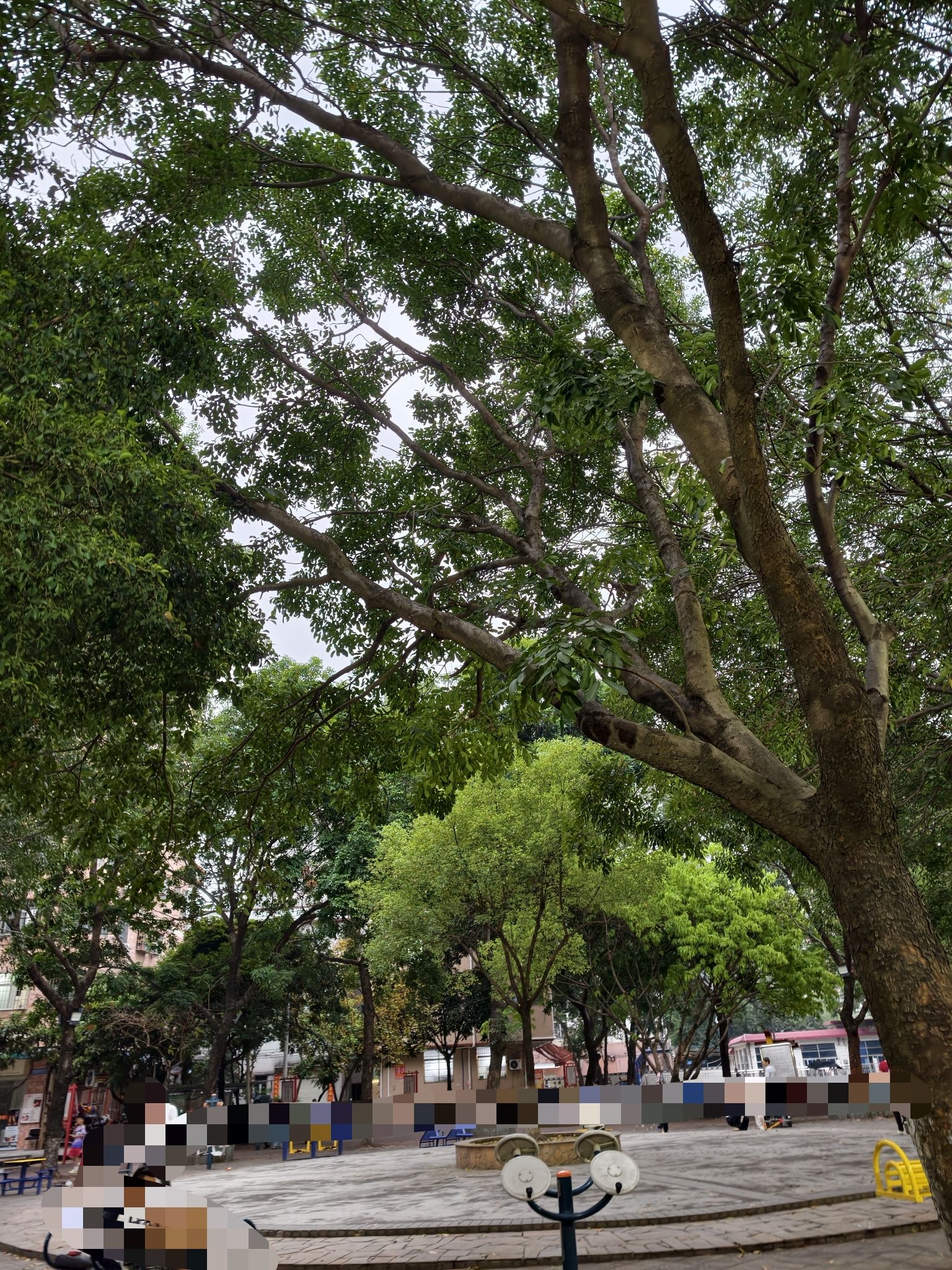 南岭公园旅行图片 3
