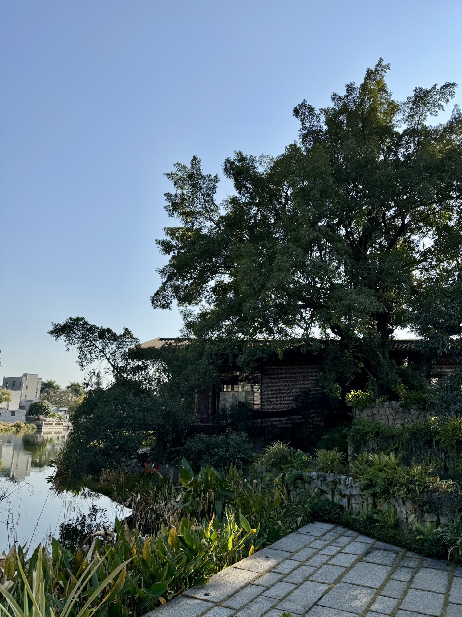 塱头古村旅行图片 2