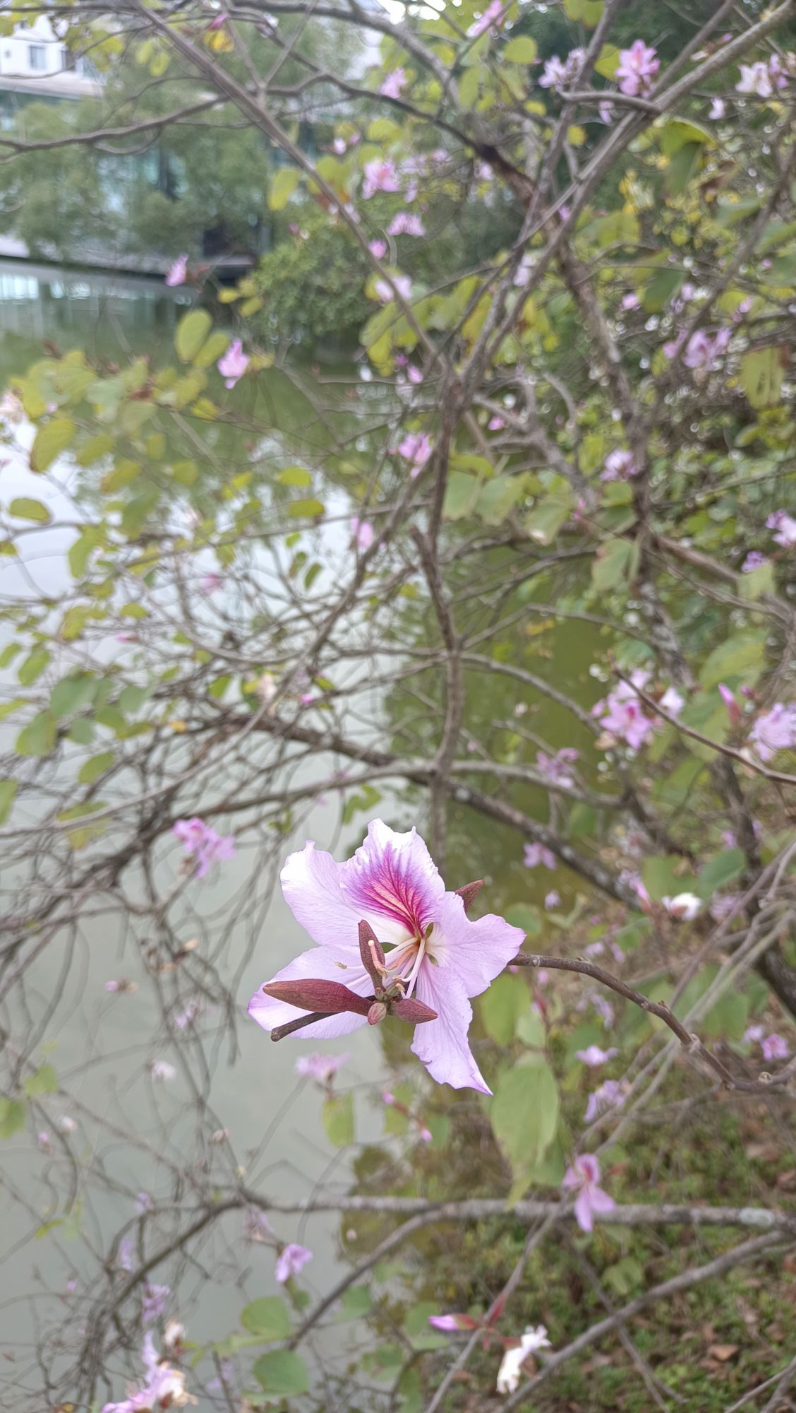 中国科学院华南植物园科研区旅行图片 1