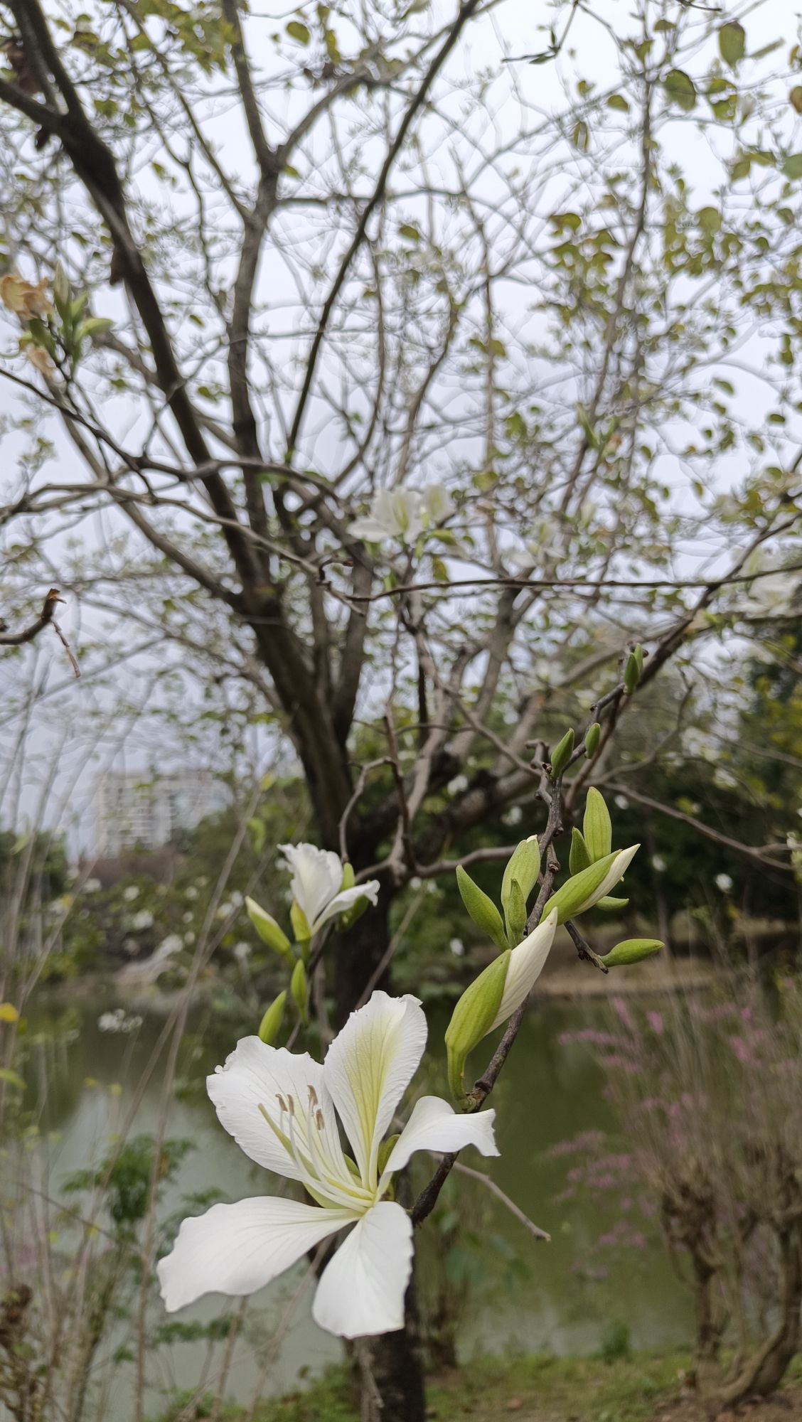 中国科学院华南植物园科研区旅行图片 2