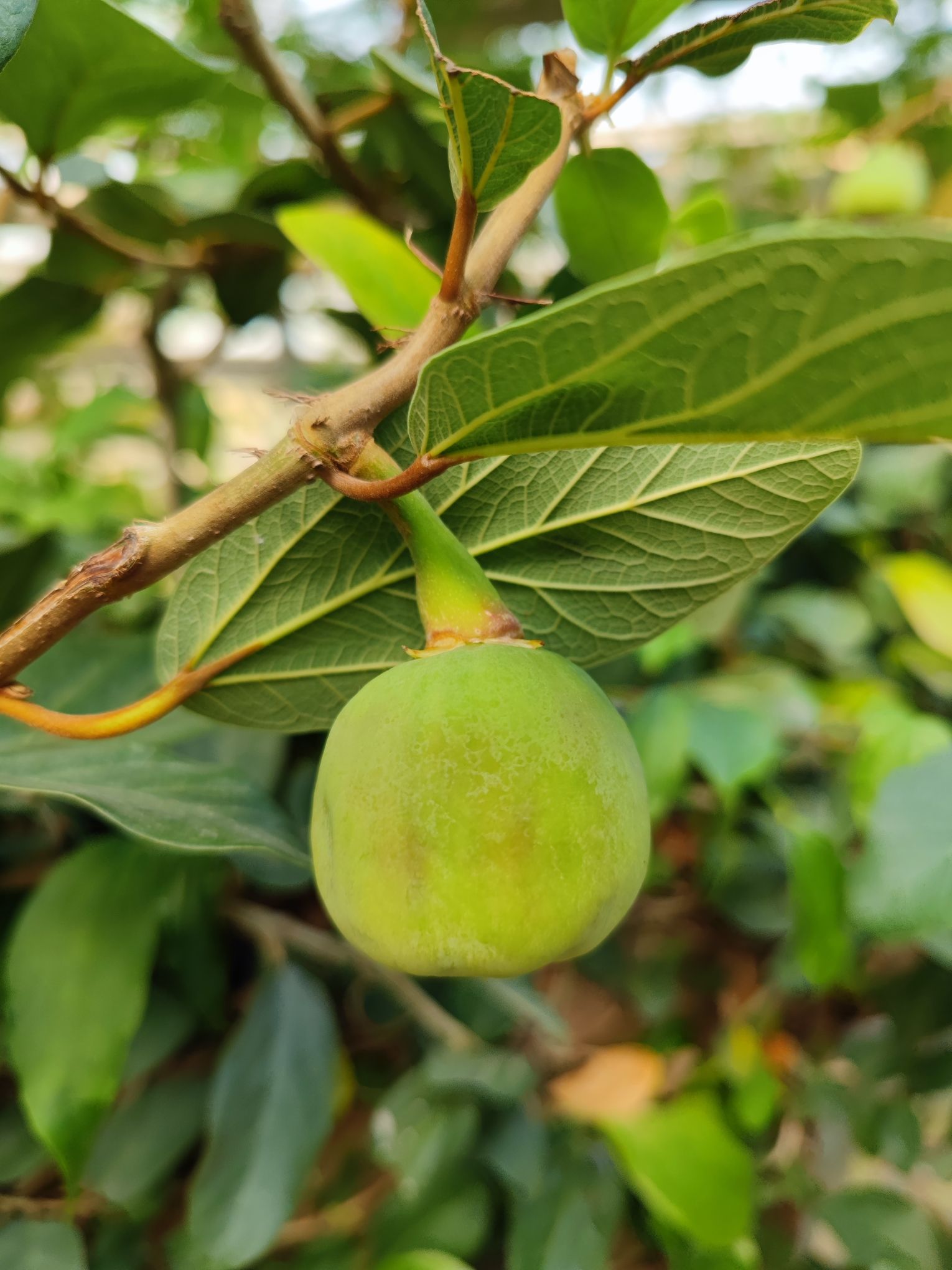 中国科学院华南植物园科研区旅行图片 1