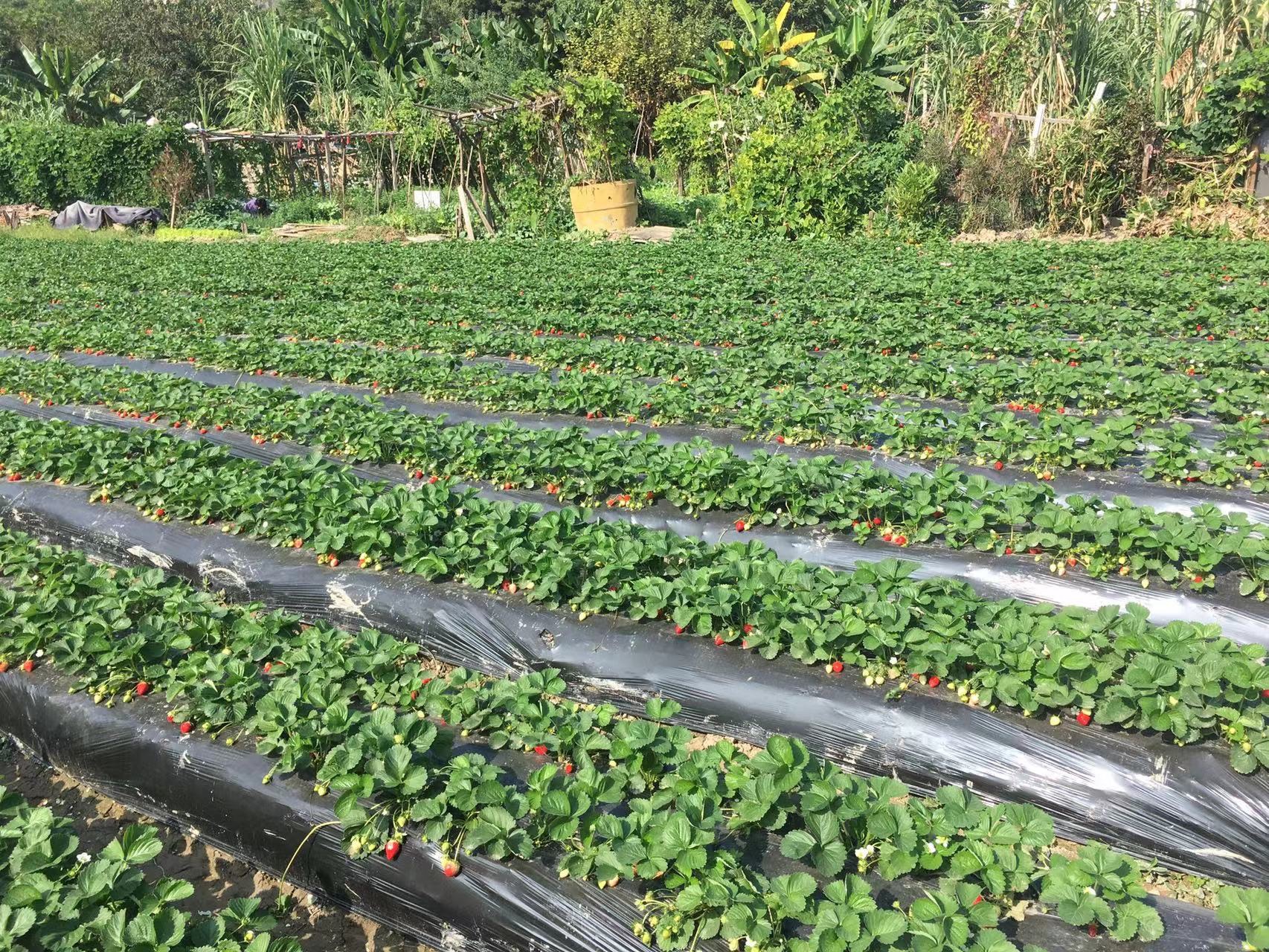 场地封面-自选草莓园