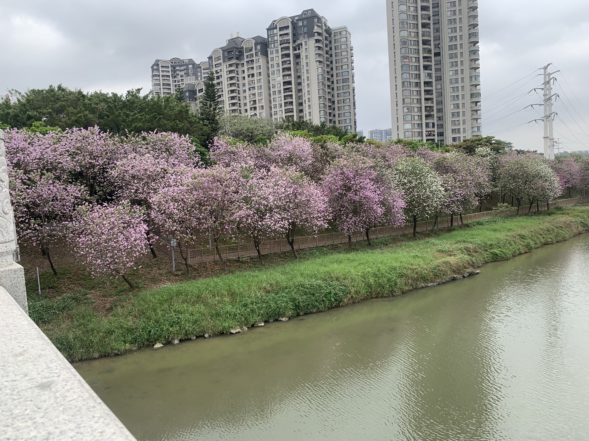 广东花都湖国家湿地公园旅行图片 2