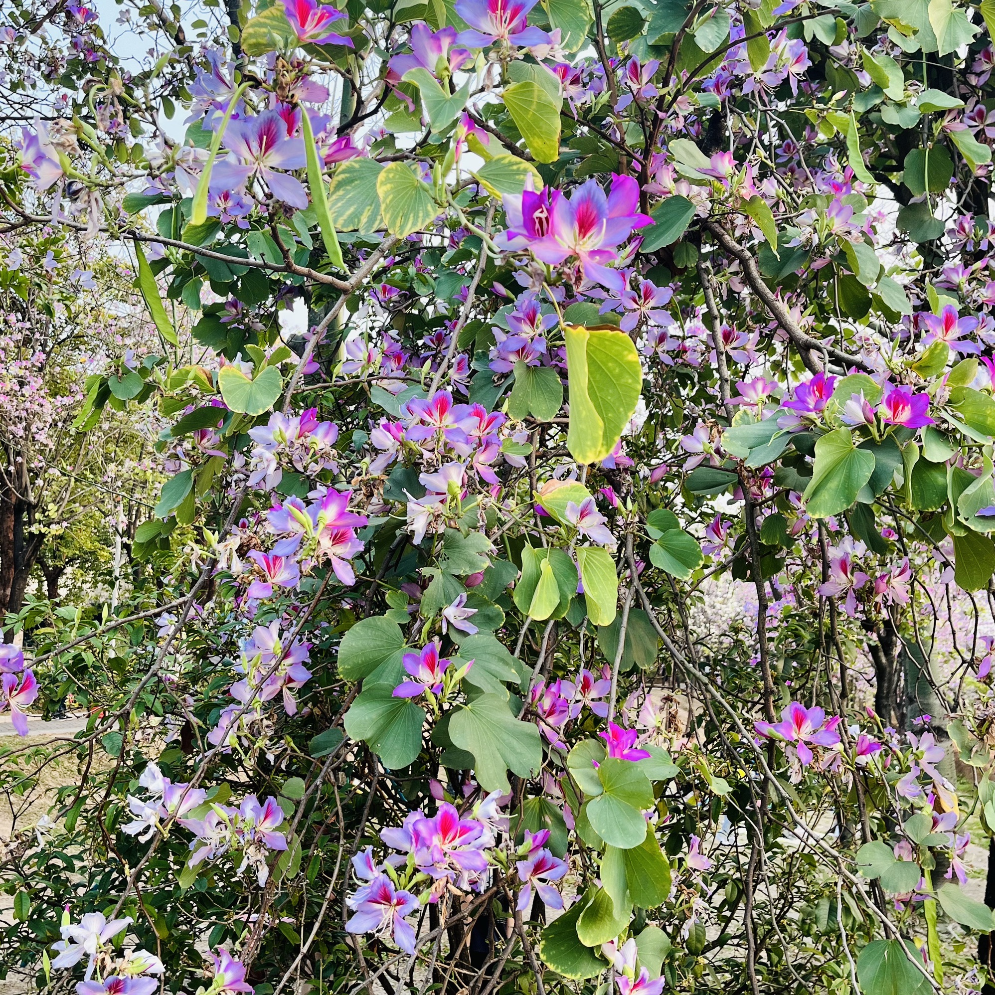 广东花都湖国家湿地公园旅行图片 1