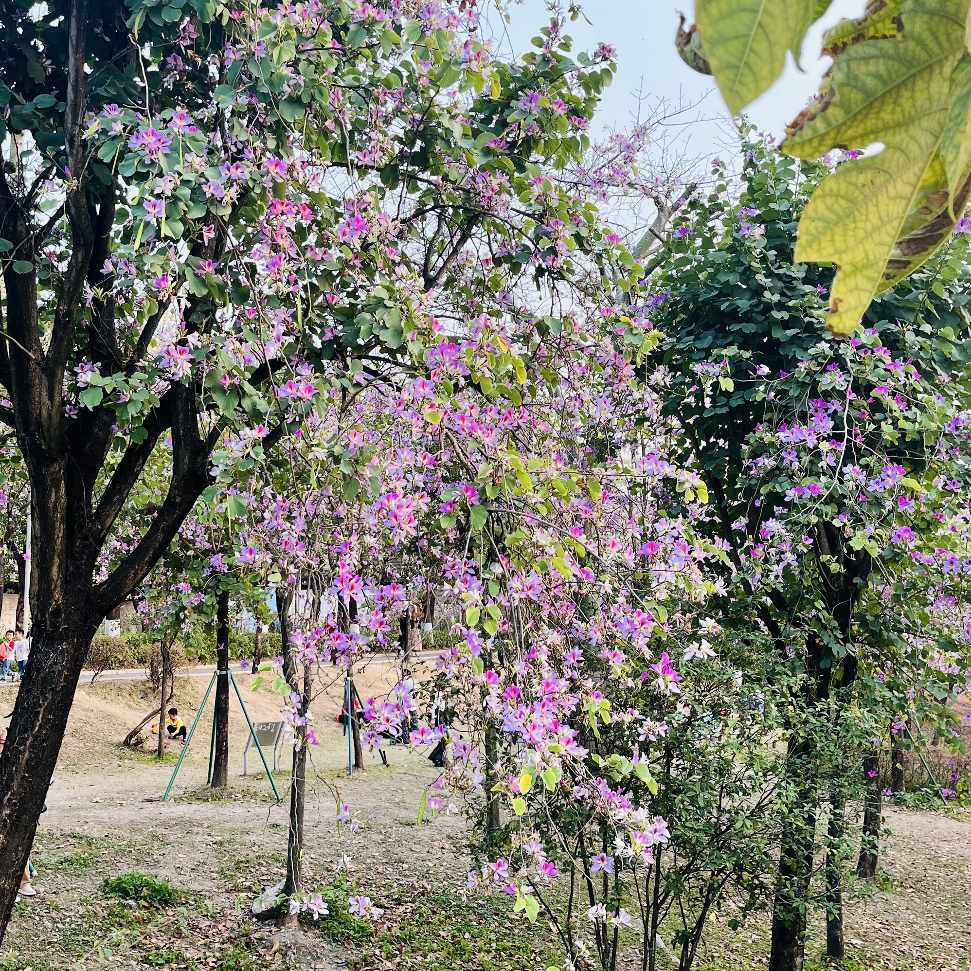广东花都湖国家湿地公园旅行图片 3