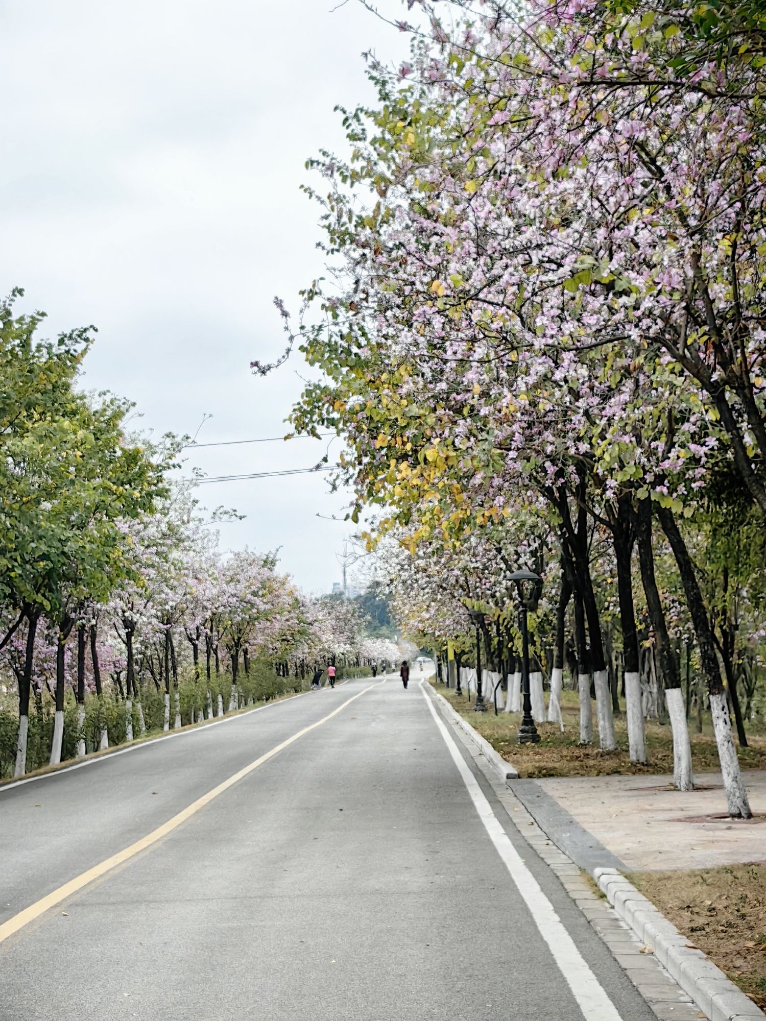 广东花都湖国家湿地公园旅行图片 1