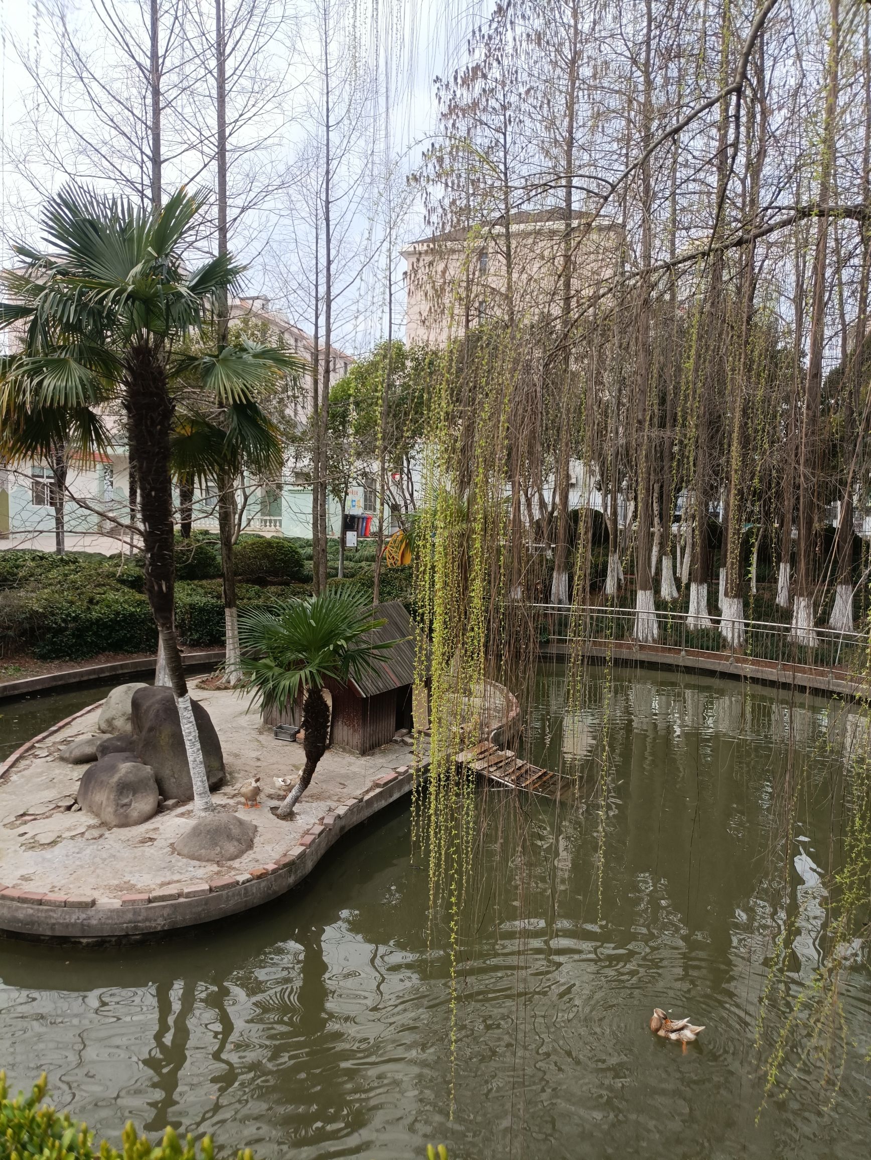 黄渡公园旅行图片 2