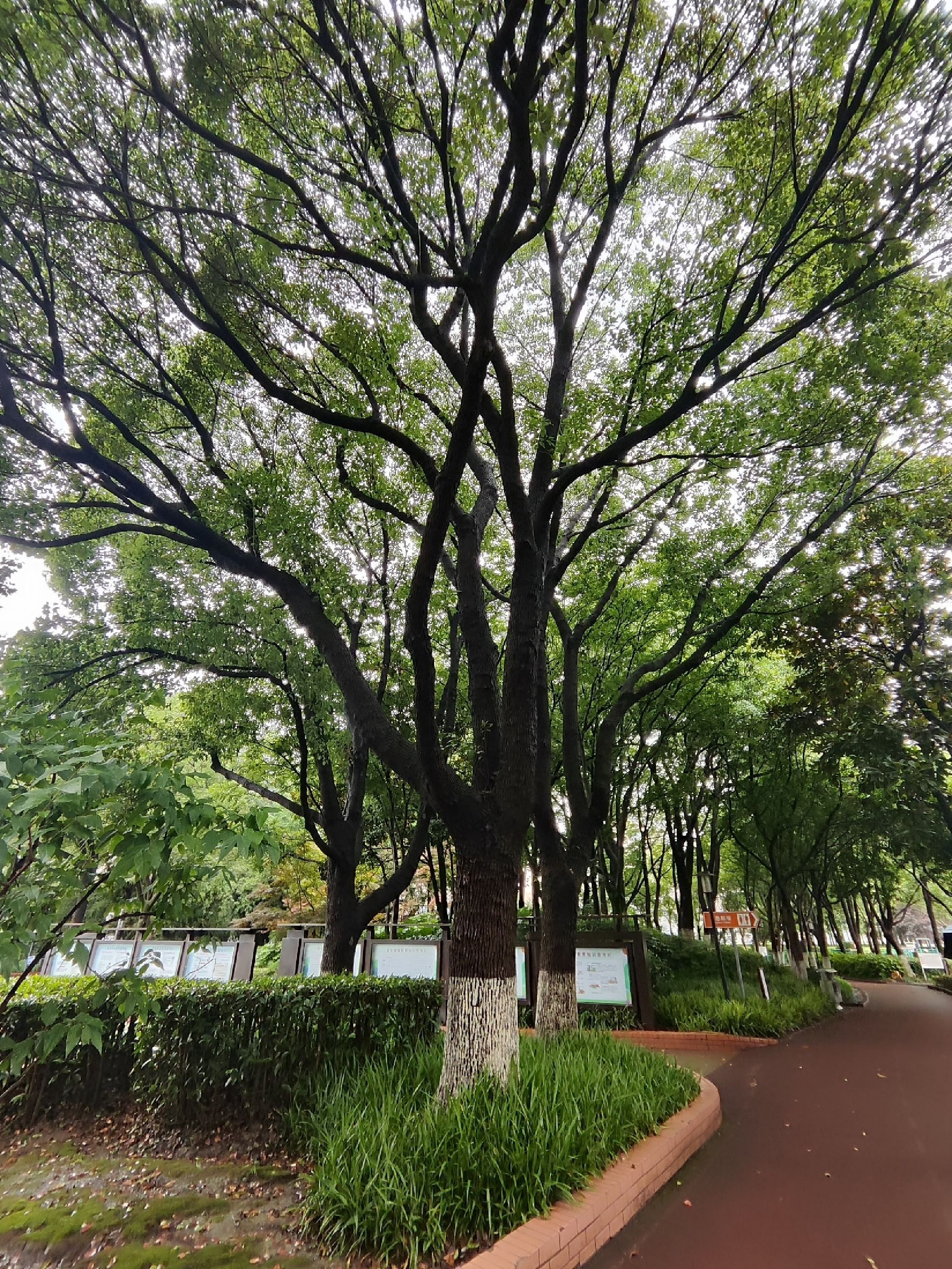 黄渡公园旅行图片 1