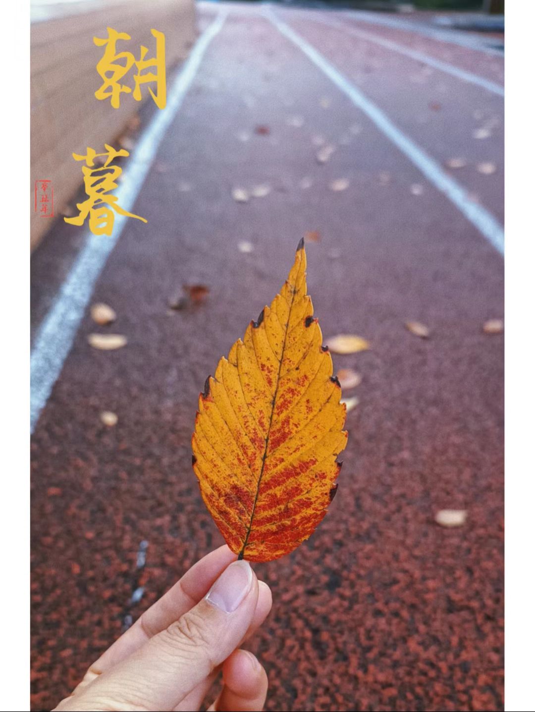 黄渡公园旅行图片 2