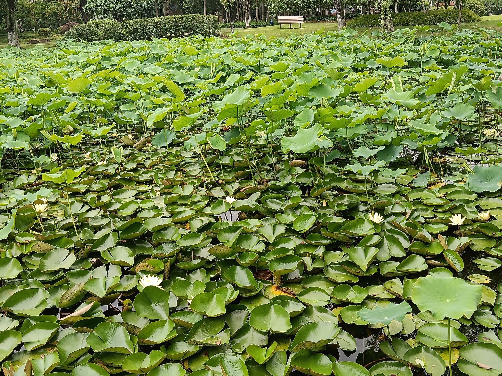 吴泾公园旅行图片 3