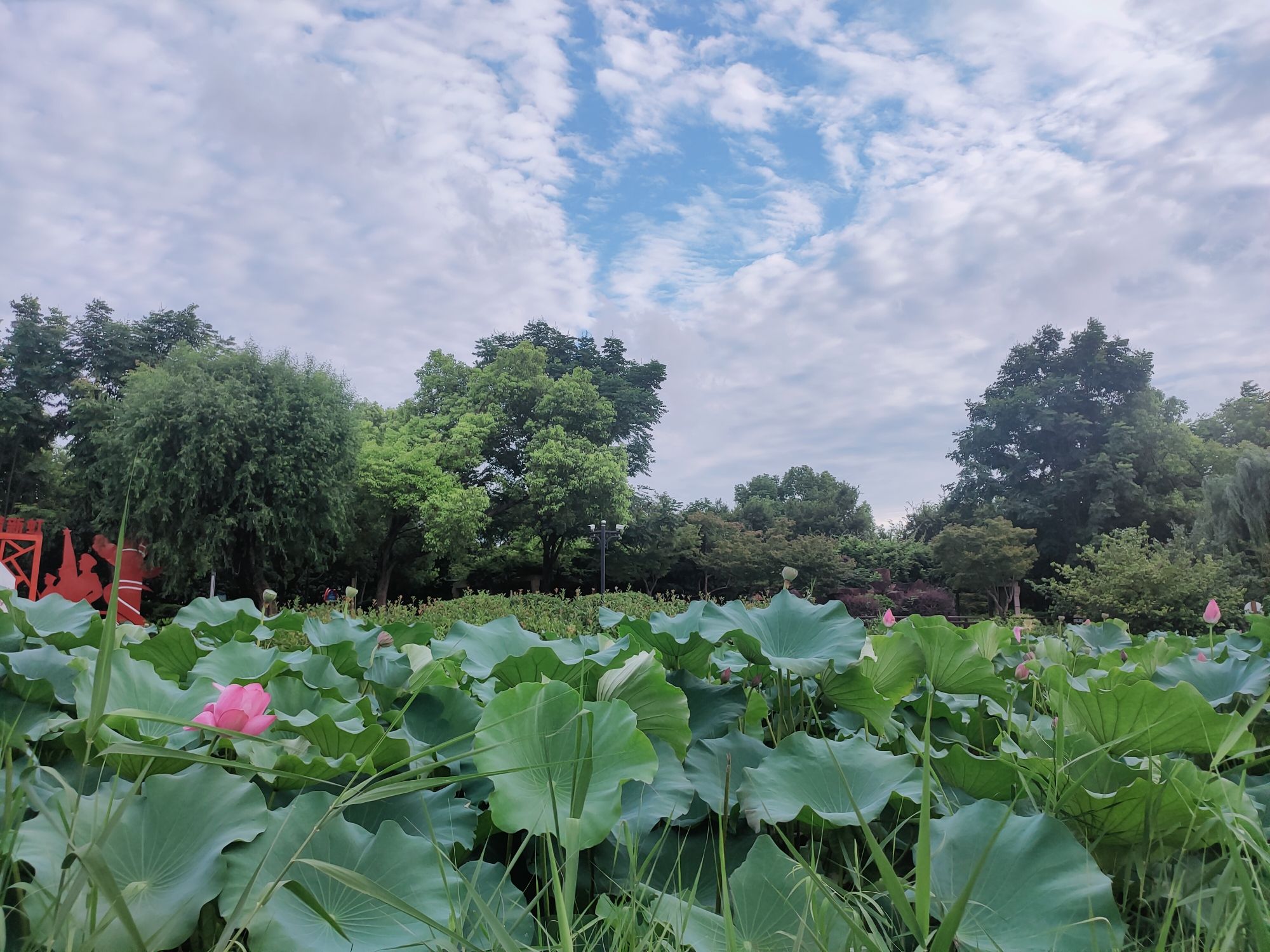 华漕公园旅行图片 2