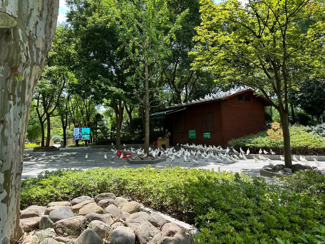 上海和平公园旅行图片 1