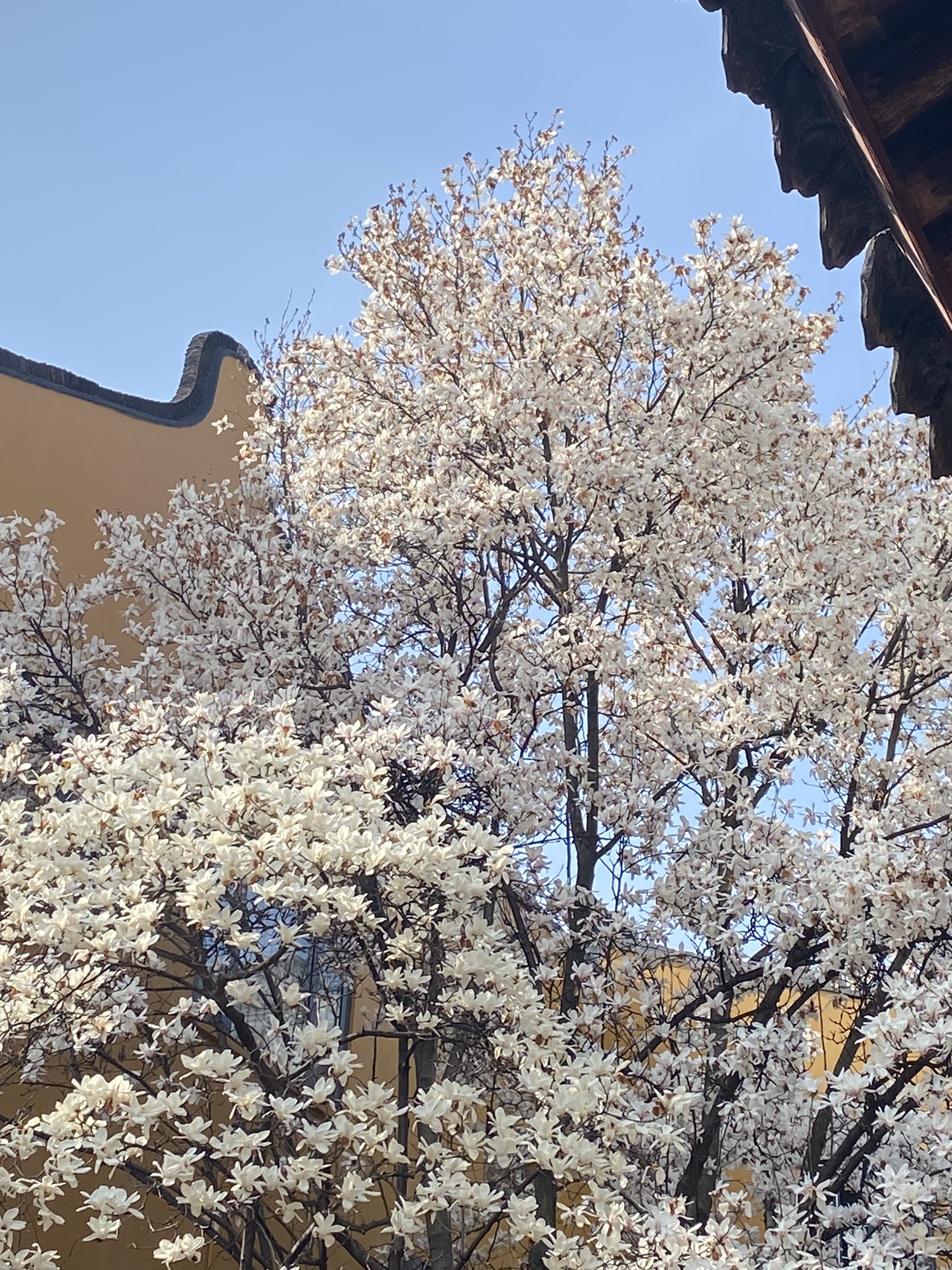 龙华塔旅行图片 2