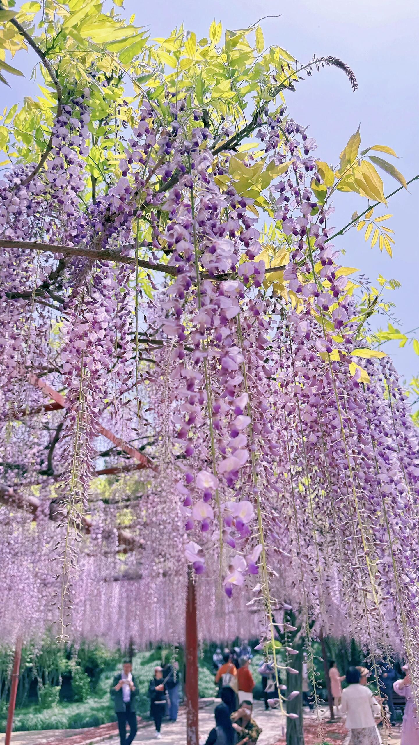 嘉定紫藤园旅行图片 2
