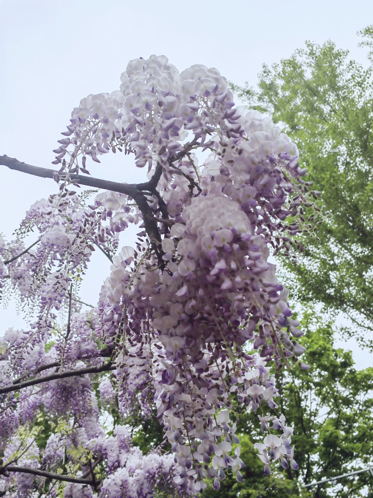 嘉定紫藤园旅行图片 1