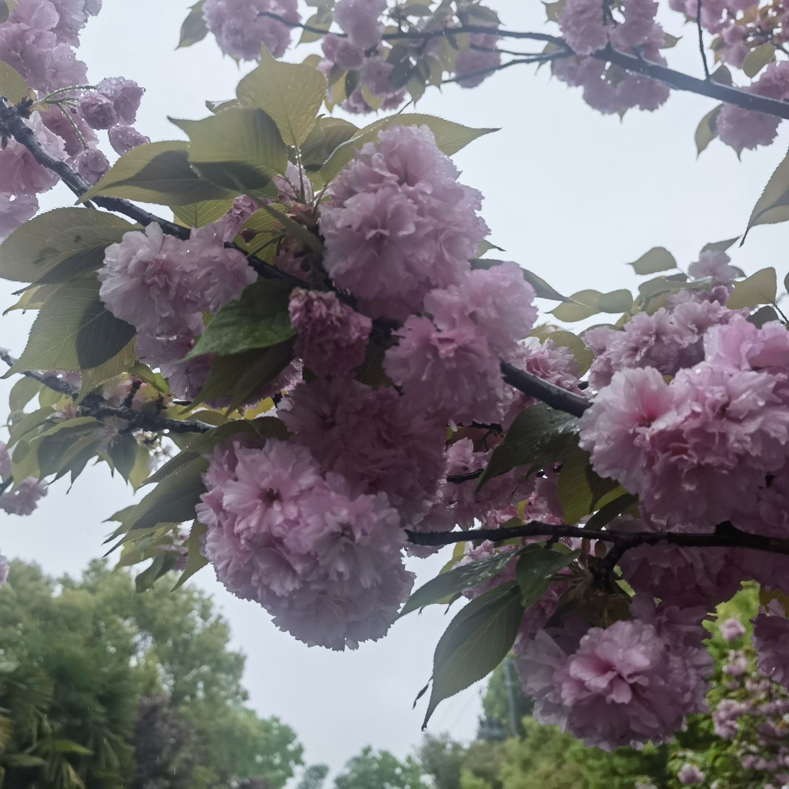 嘉定紫藤园旅行图片 2