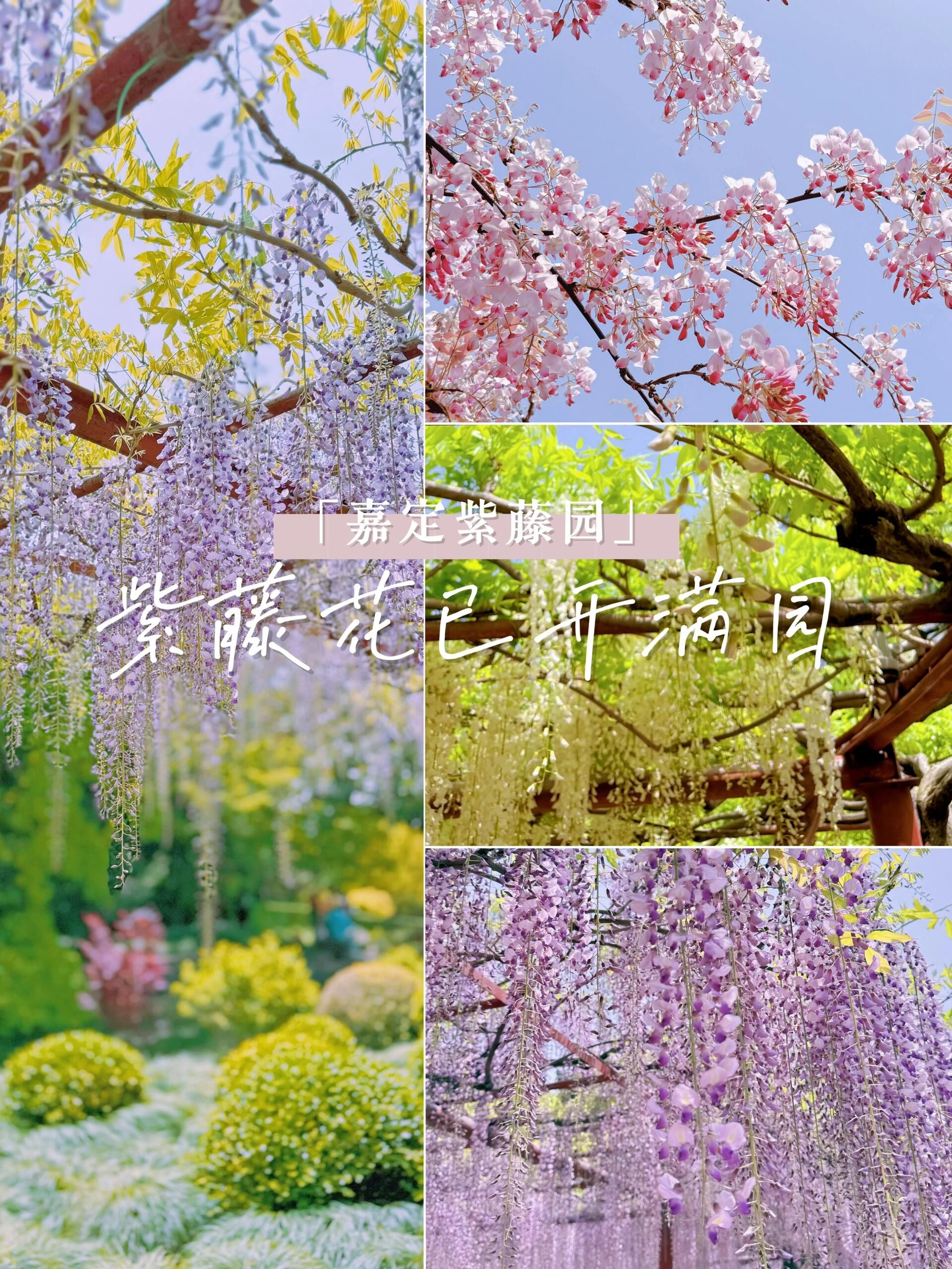 嘉定紫藤园旅行图片 1