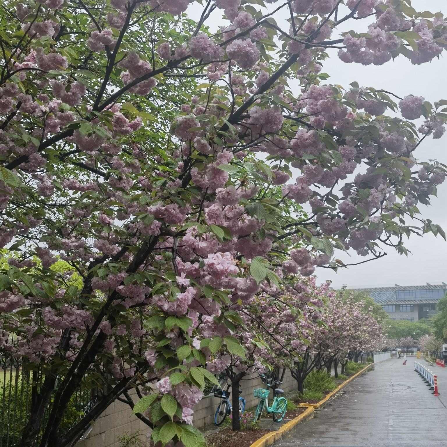 嘉定紫藤园旅行图片 3