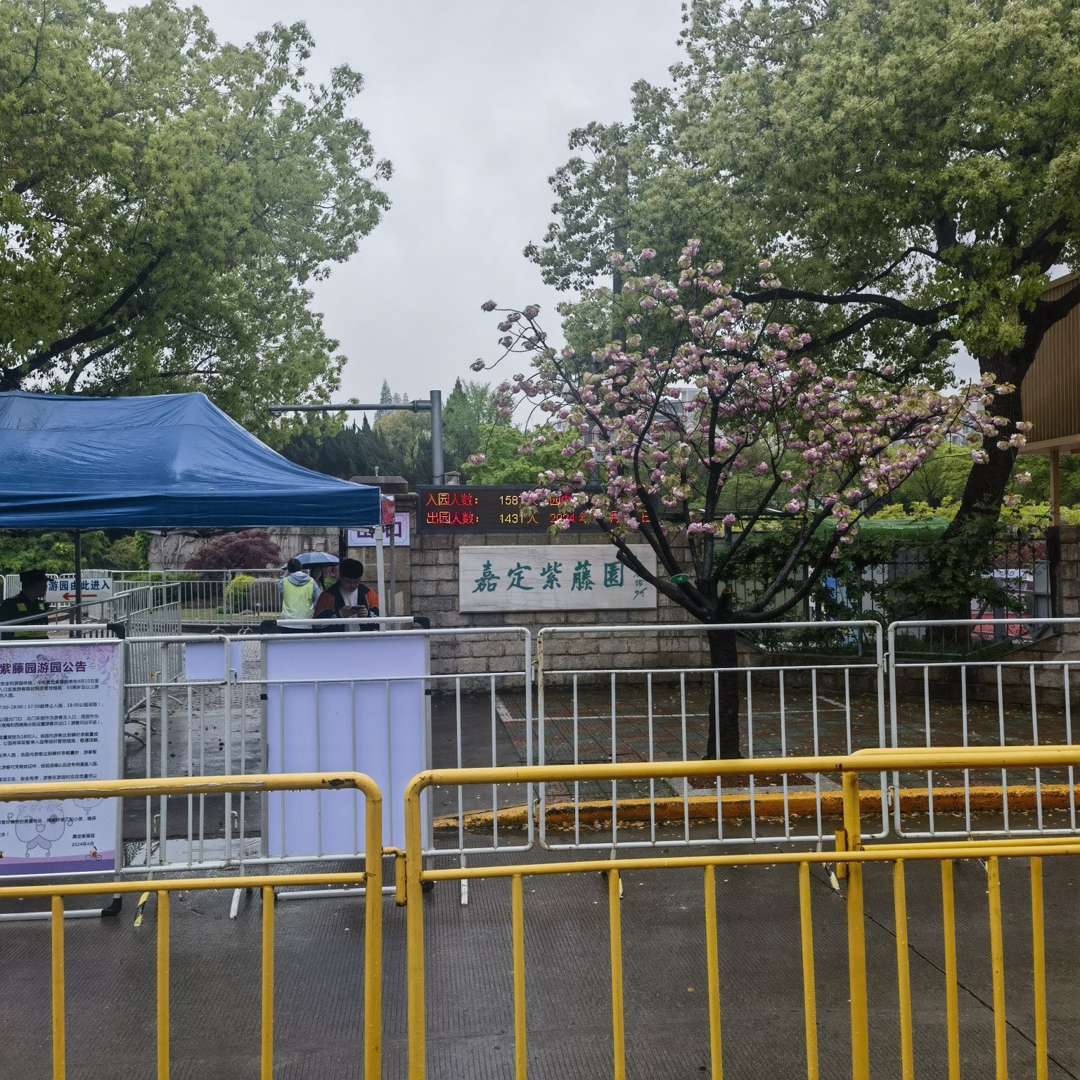 嘉定紫藤园旅行图片 1