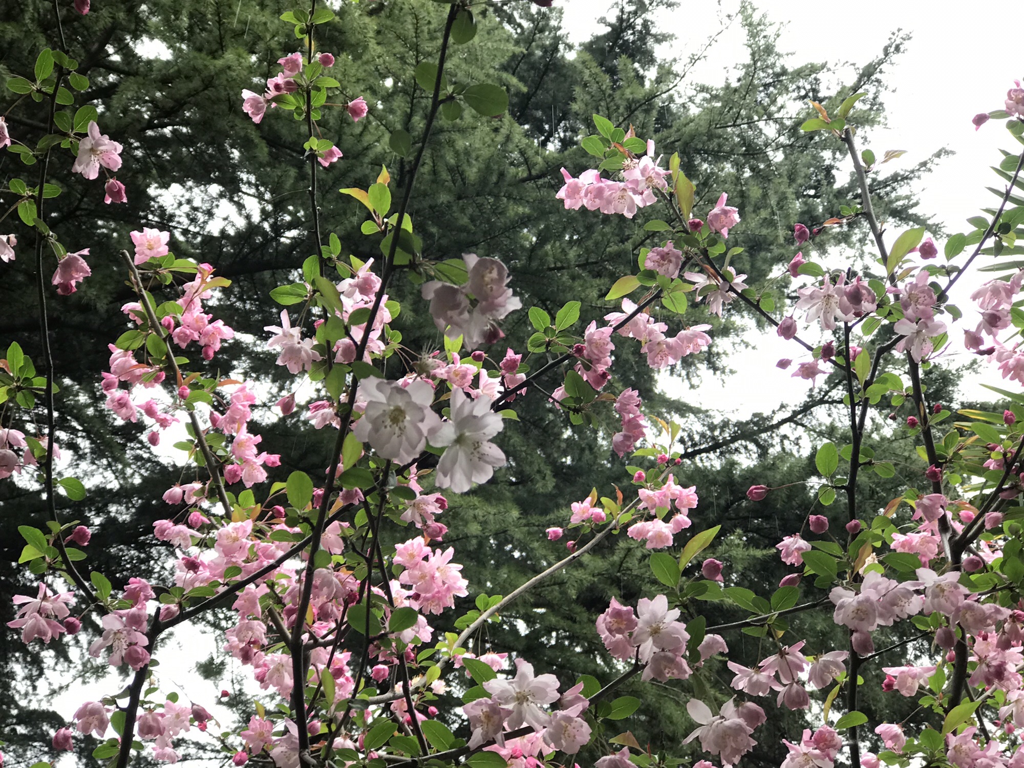 长青公园旅行图片 3