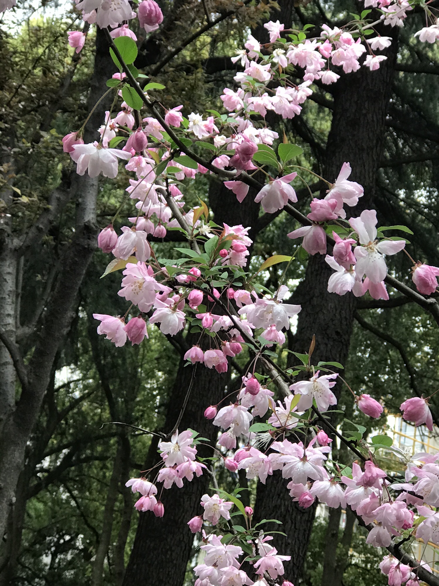 长青公园旅行图片 2