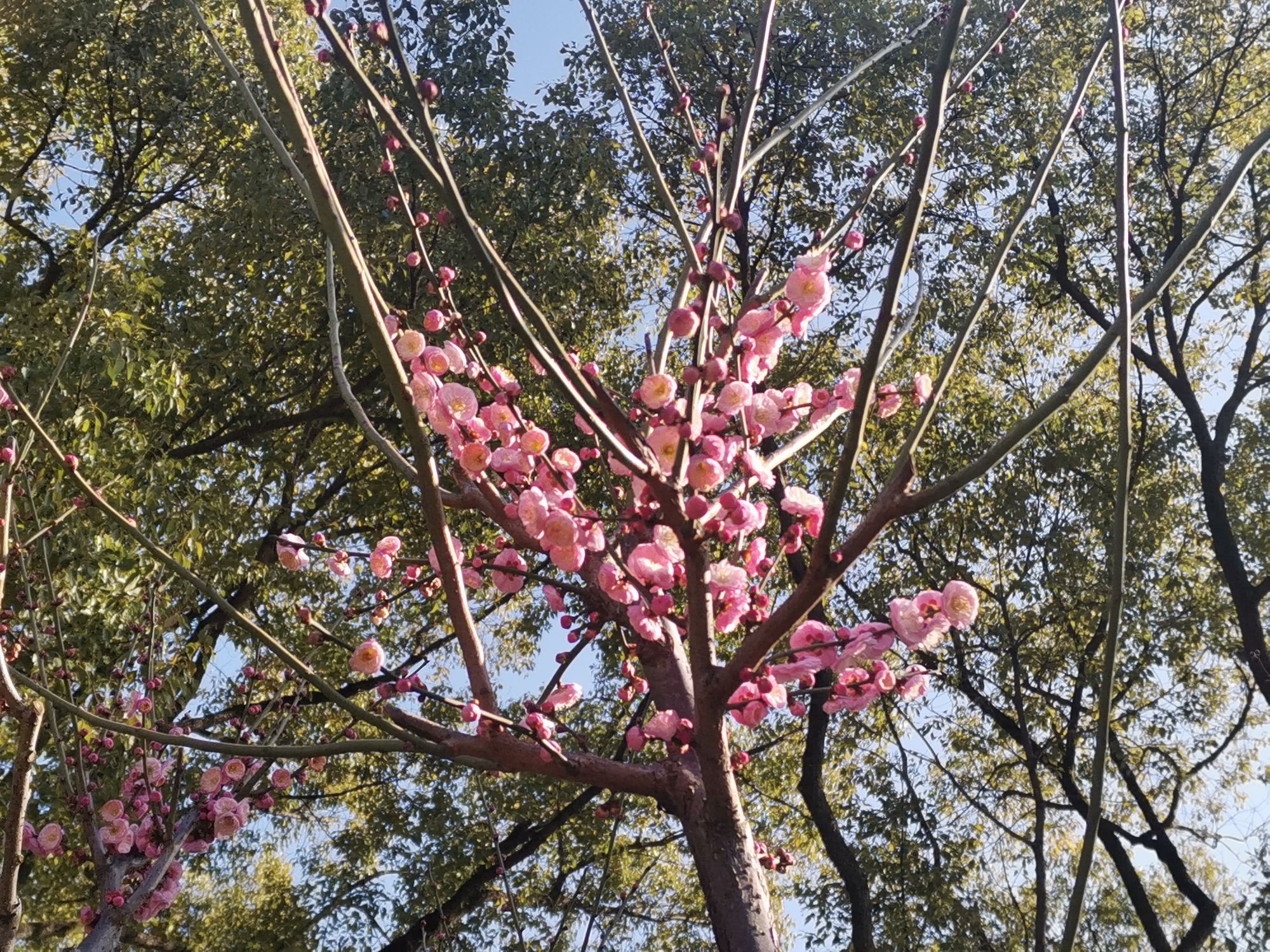 莘庄公园旅行图片 2