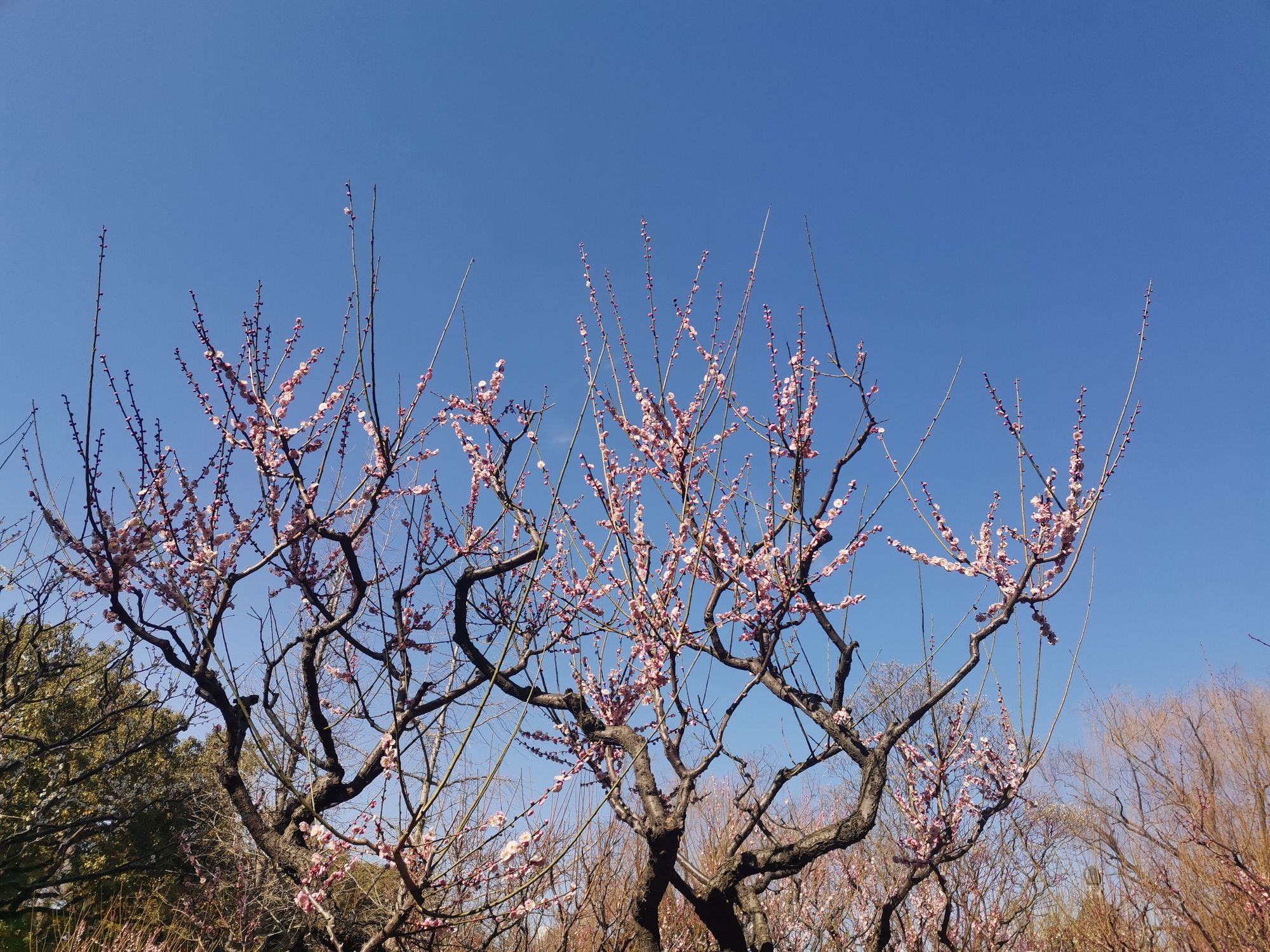 莘庄公园旅行图片 1