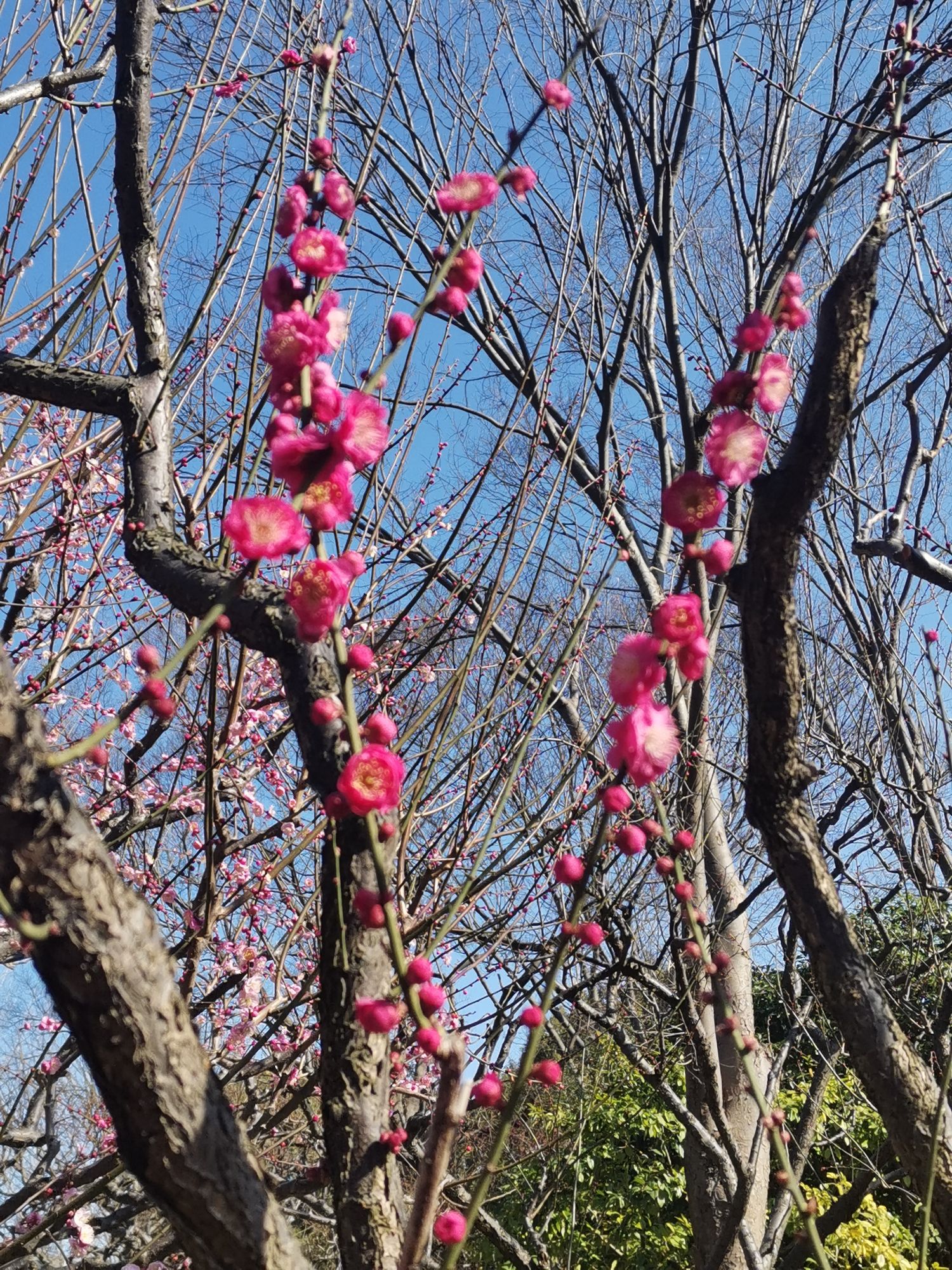 莘庄公园旅行图片 3