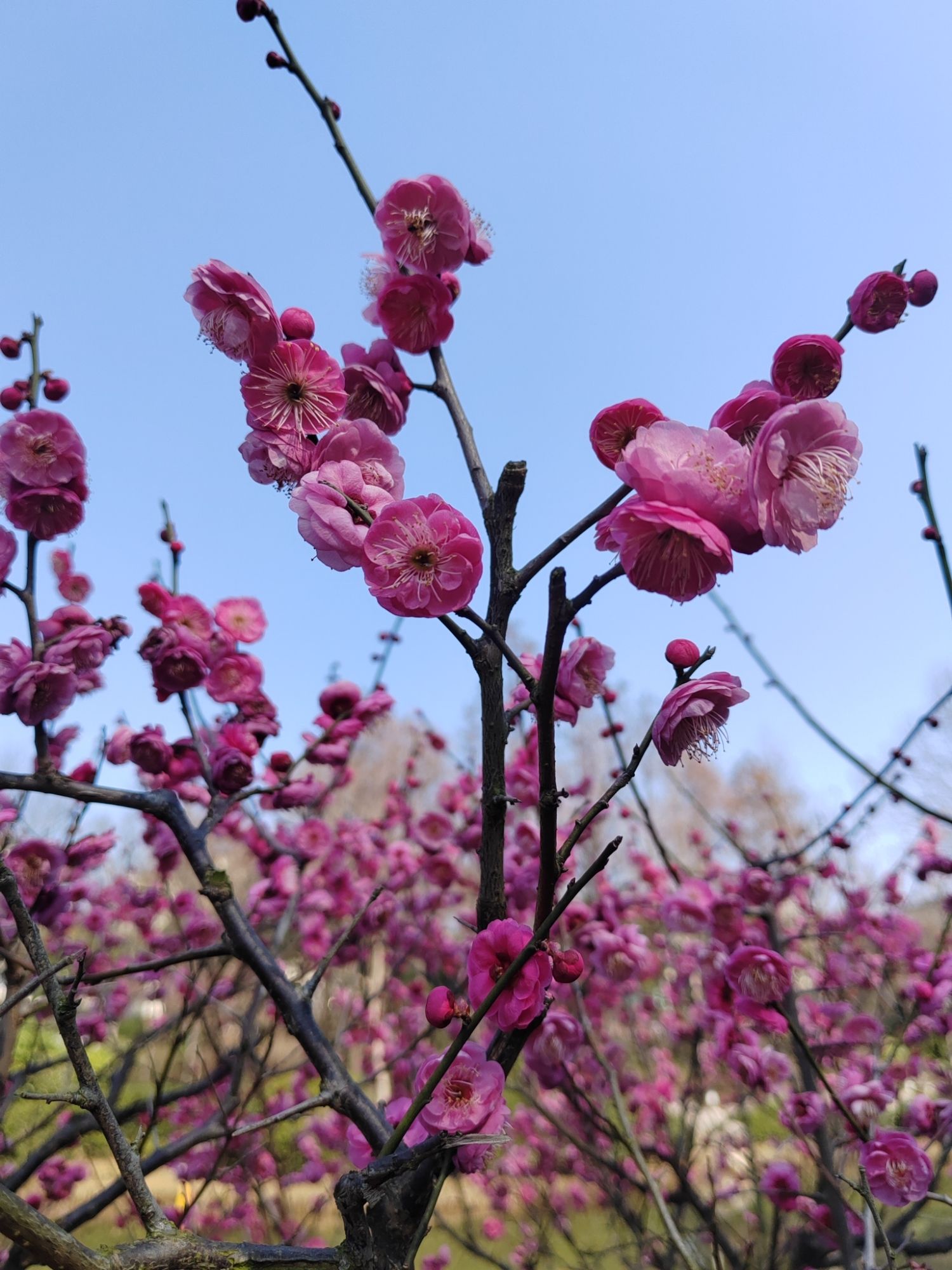 清涧公园旅行图片 2