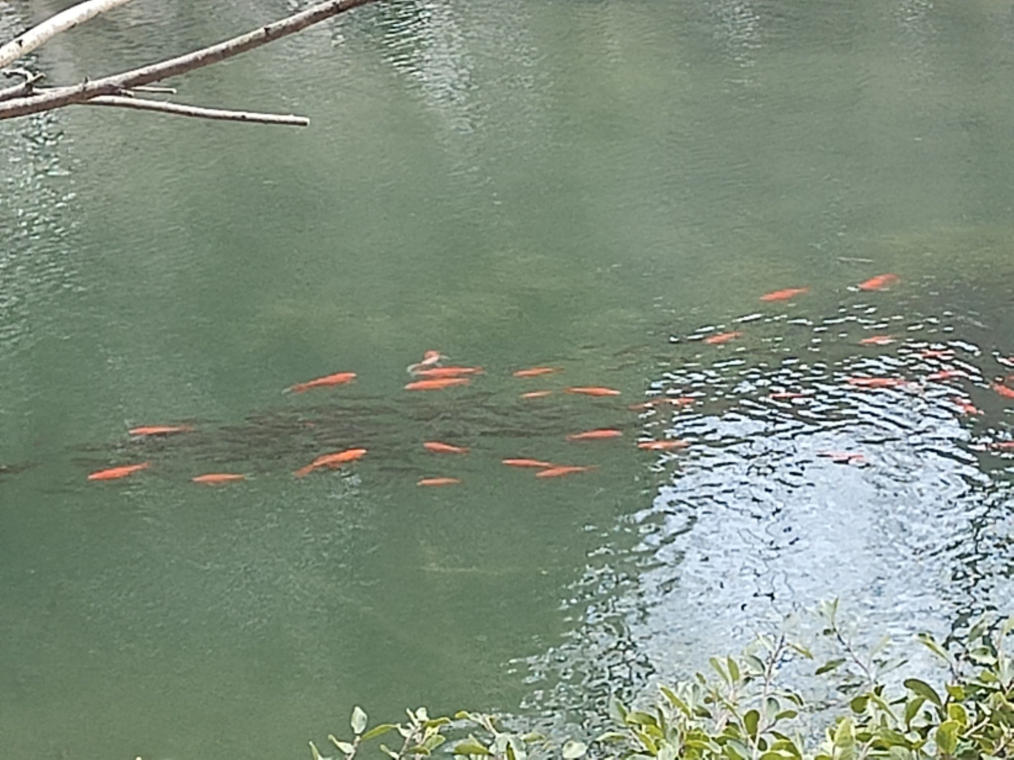 上海古猗园旅行图片 3