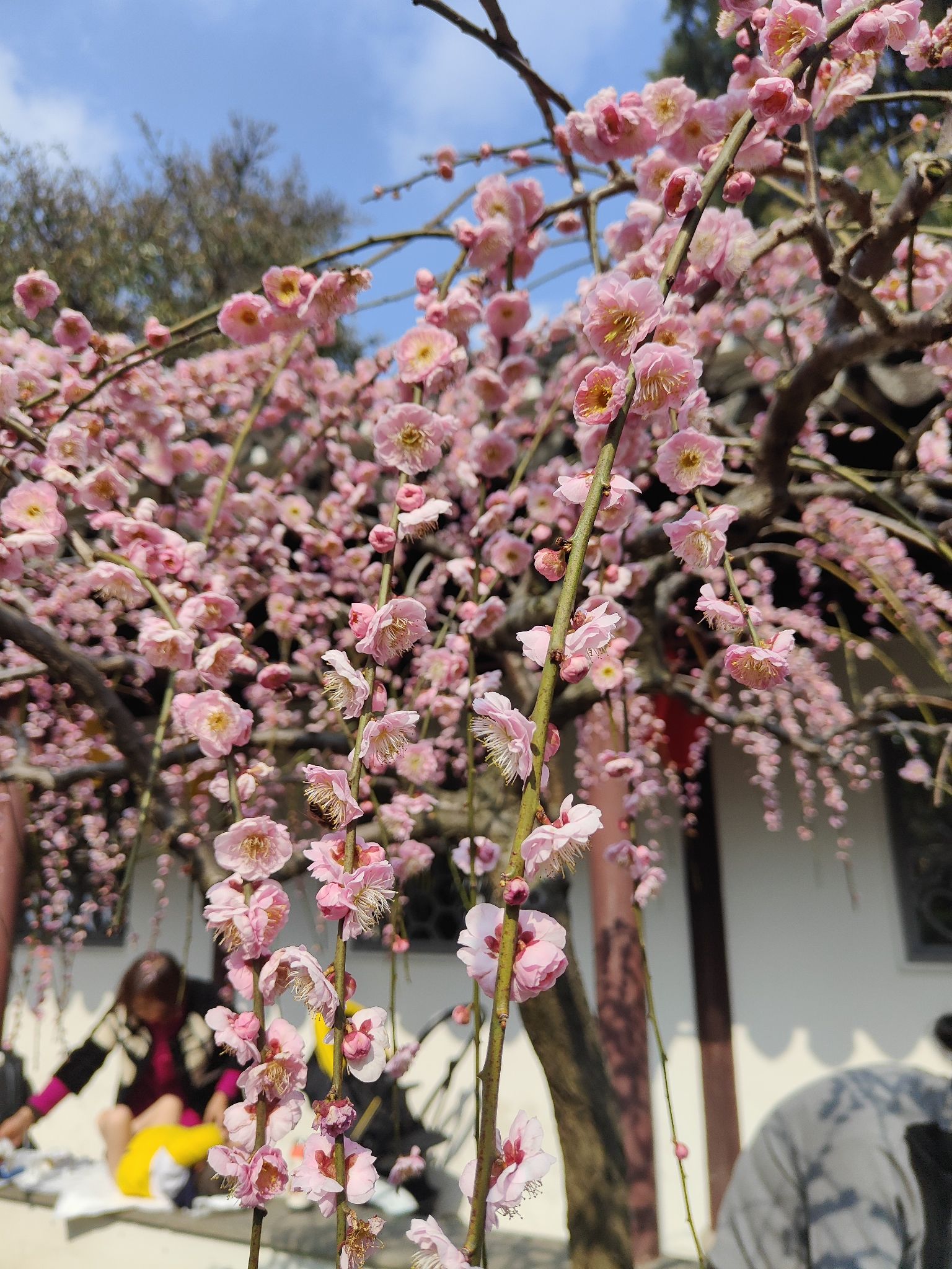 上海古猗园旅行图片 1