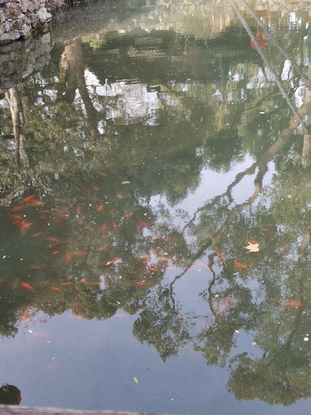 上海醉白池公园旅行图片 2