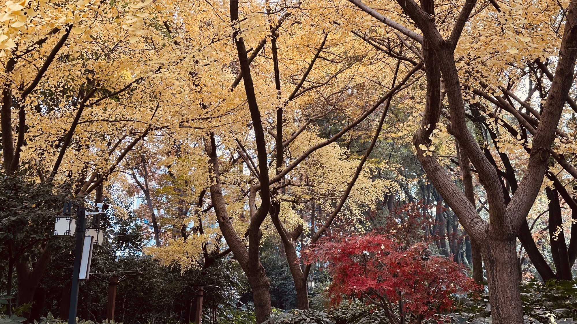 内江公园旅行图片 2