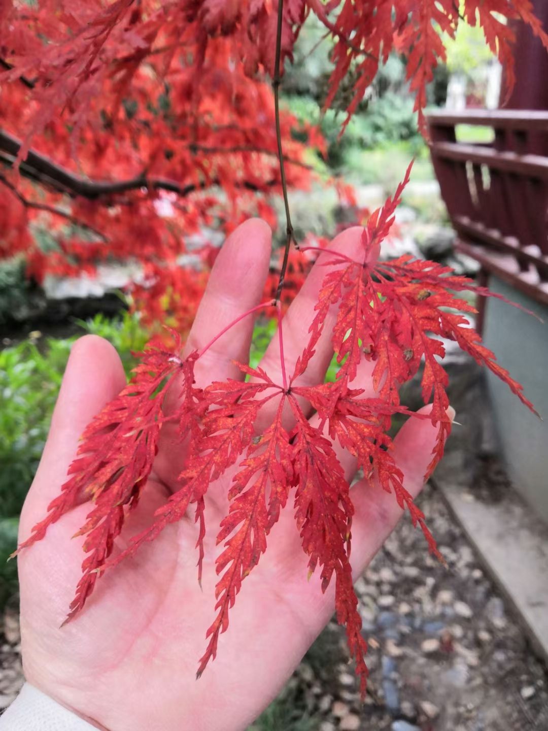 内江公园旅行图片 2
