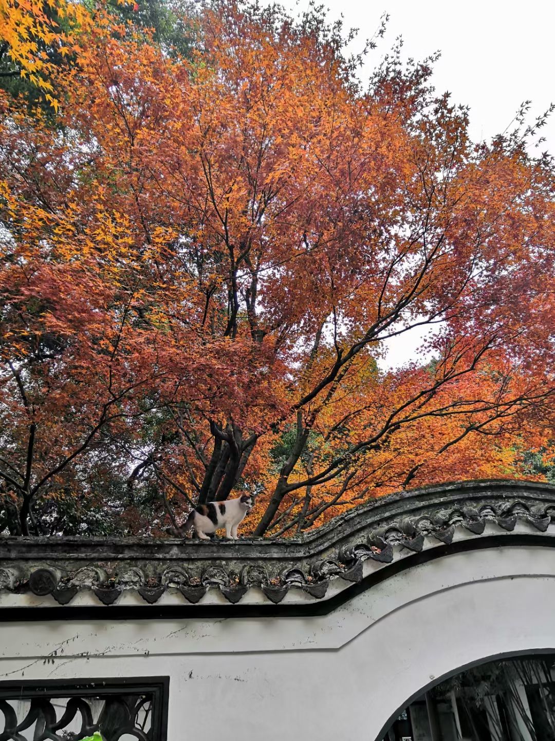内江公园旅行图片 3