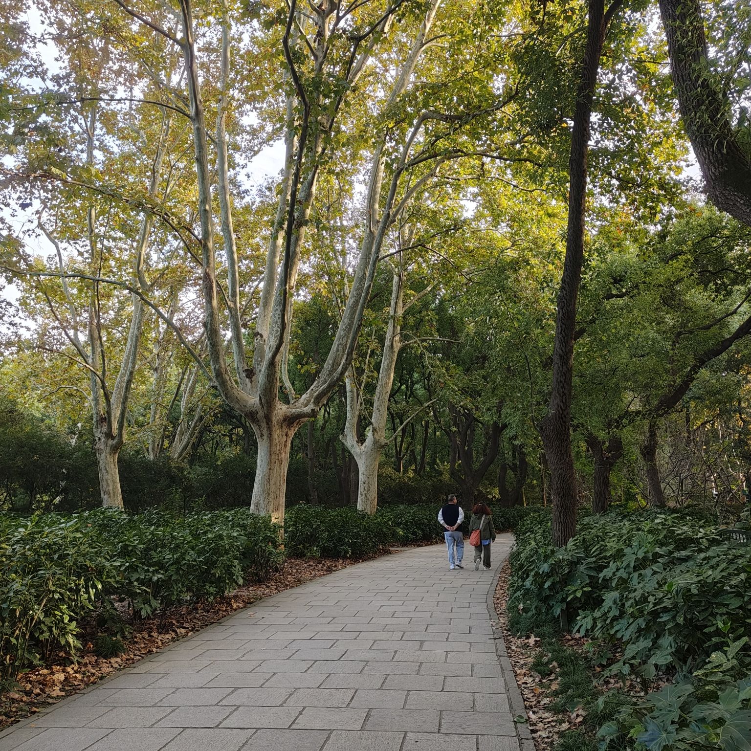 上海共青森林公园旅行图片 1