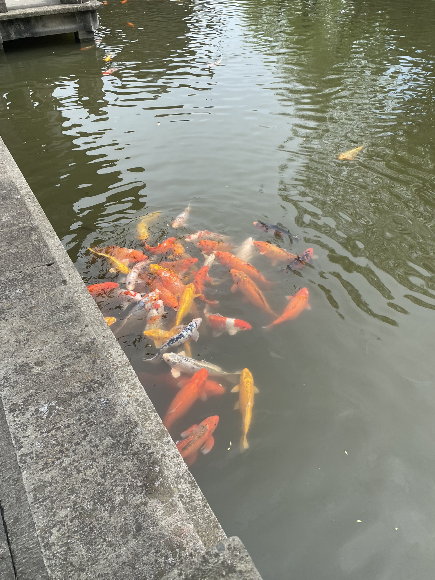 上海大观园旅行图片 3