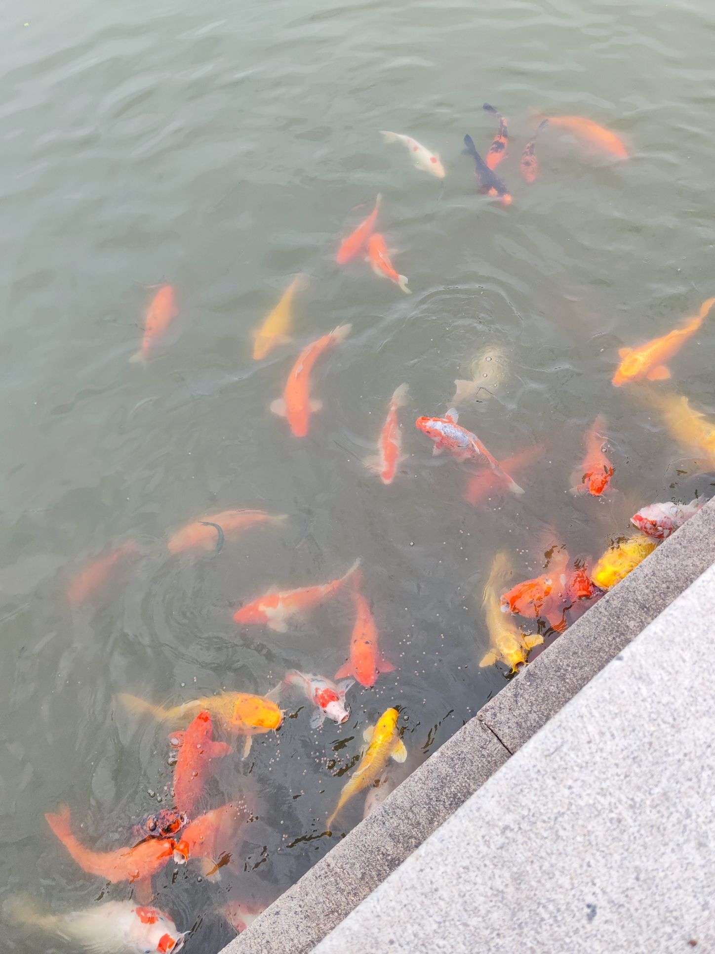 上海大观园旅行图片 1