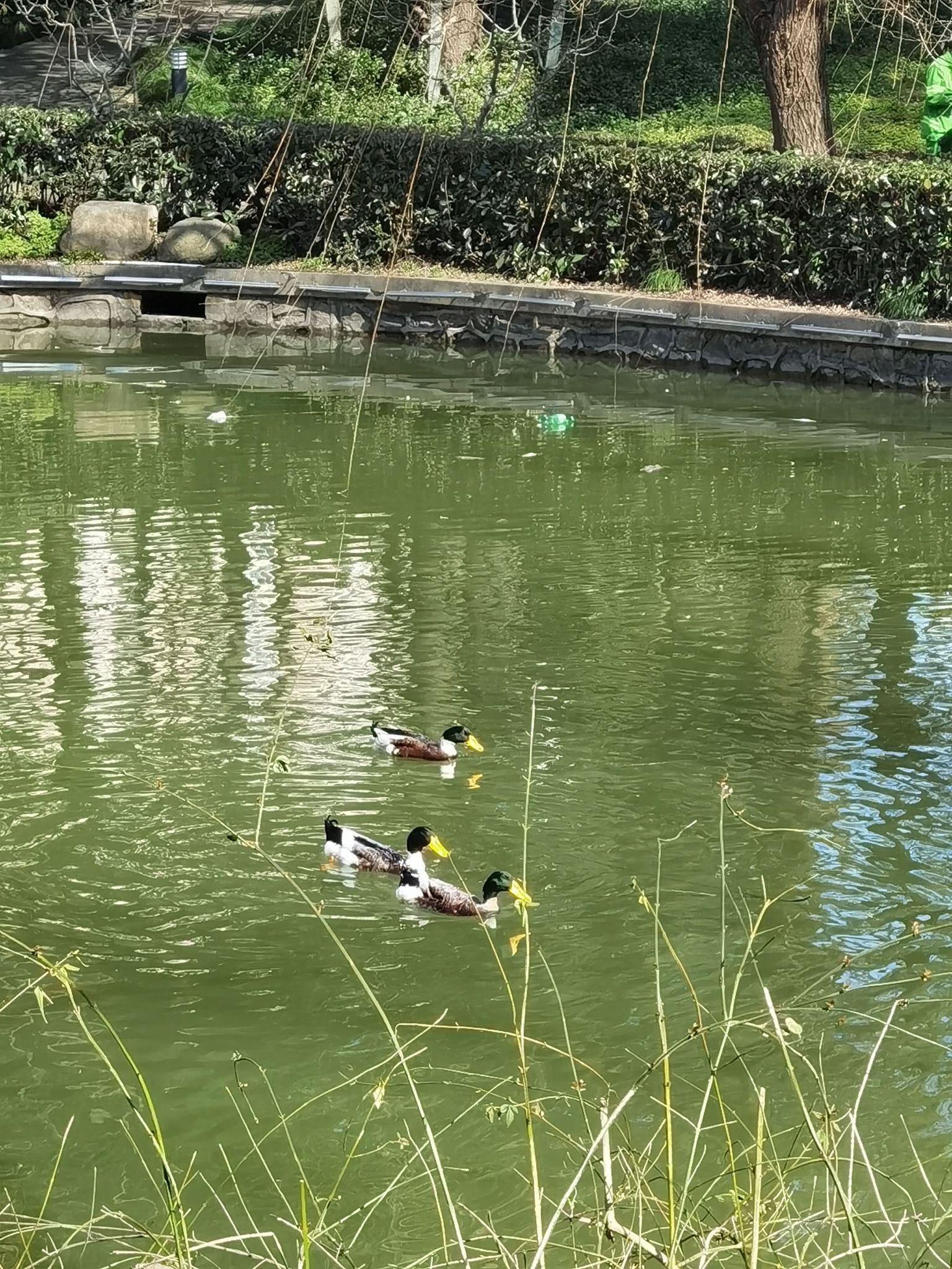 上南公园旅行图片 3