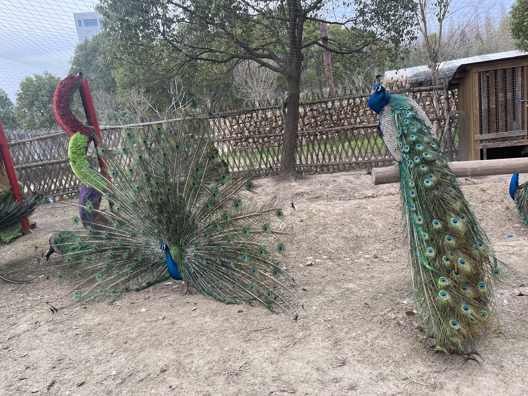 东平国家森林公园旅行图片 1