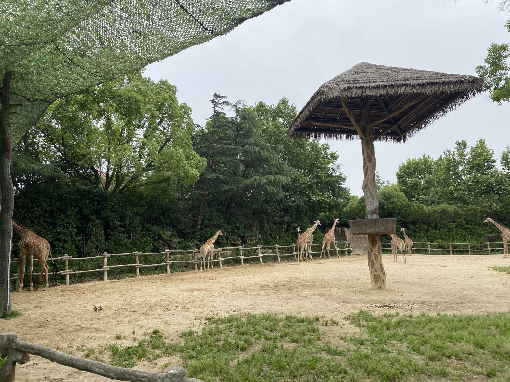 上海野生动物园旅行图片 1