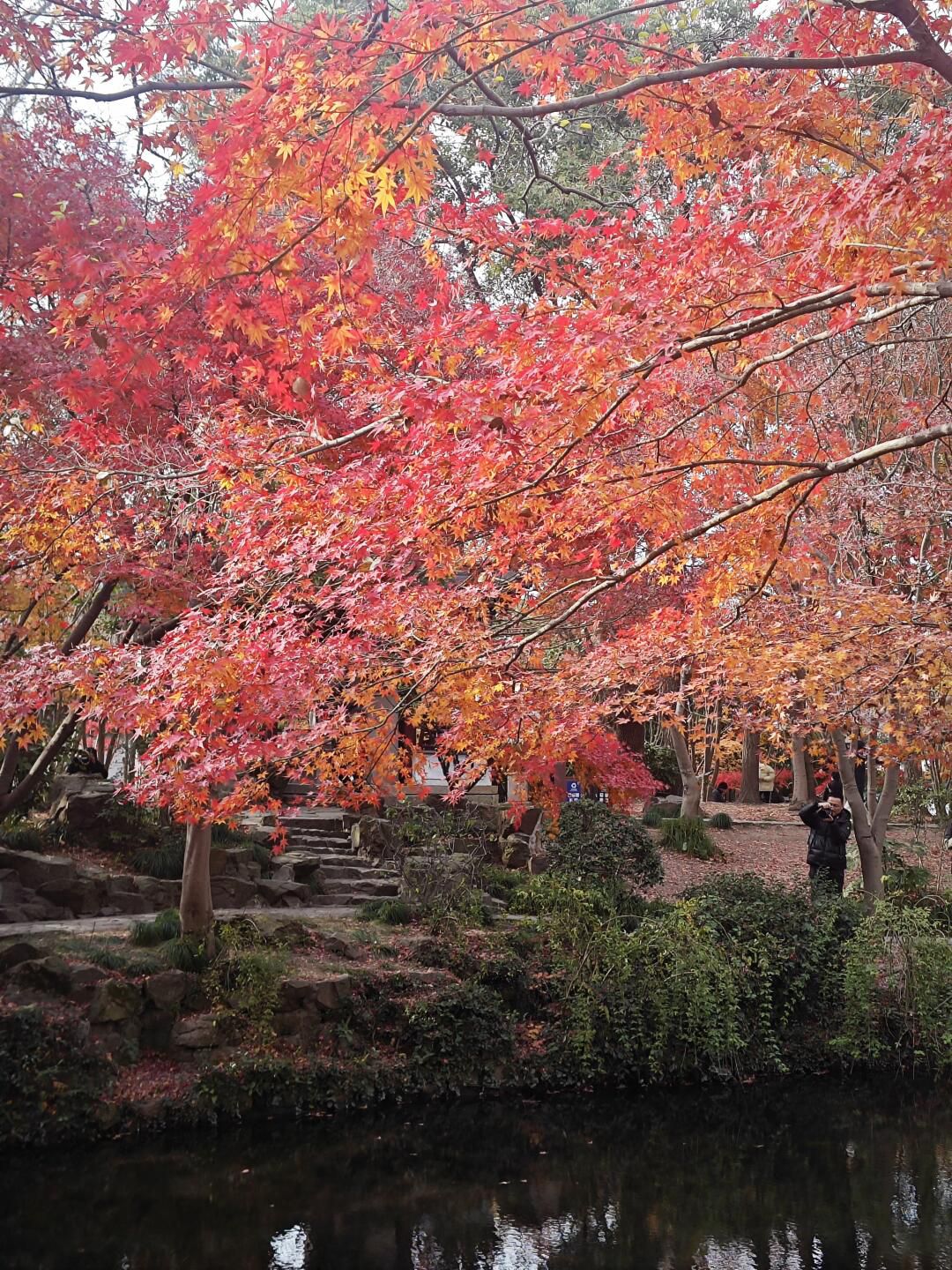 秋霞圃旅行图片 3