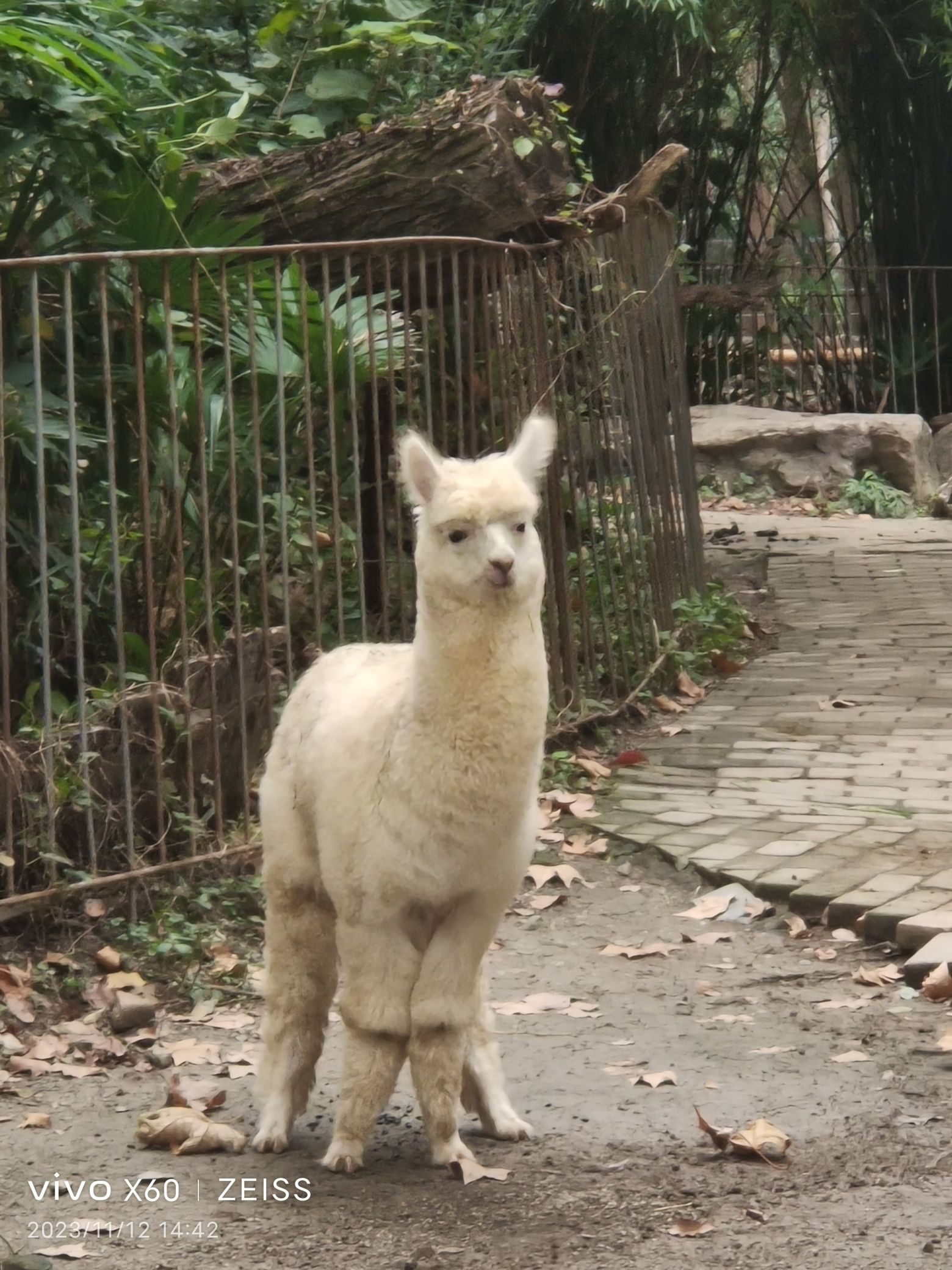 上海动物园旅行图片 1
