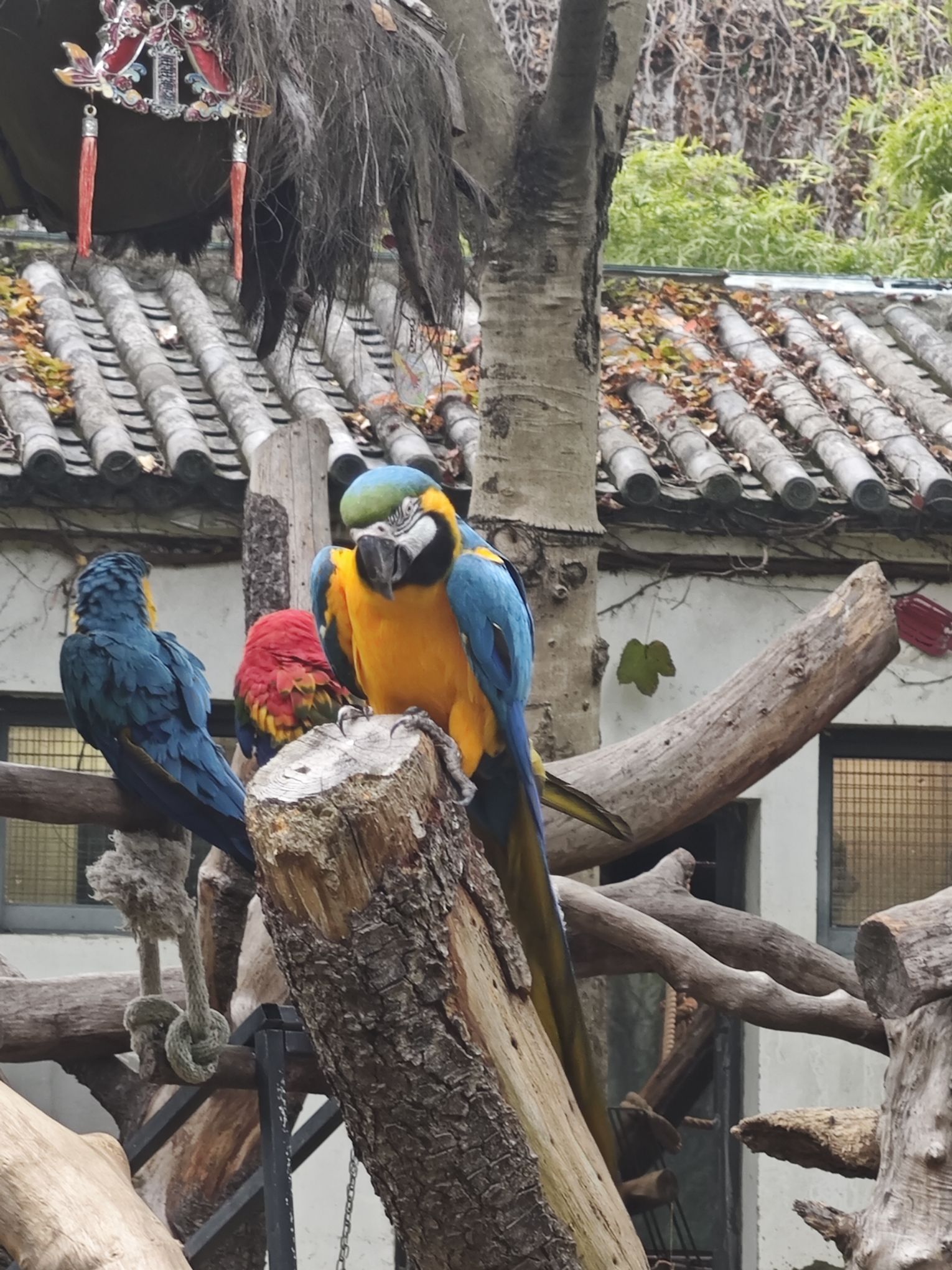 上海动物园旅行图片 2