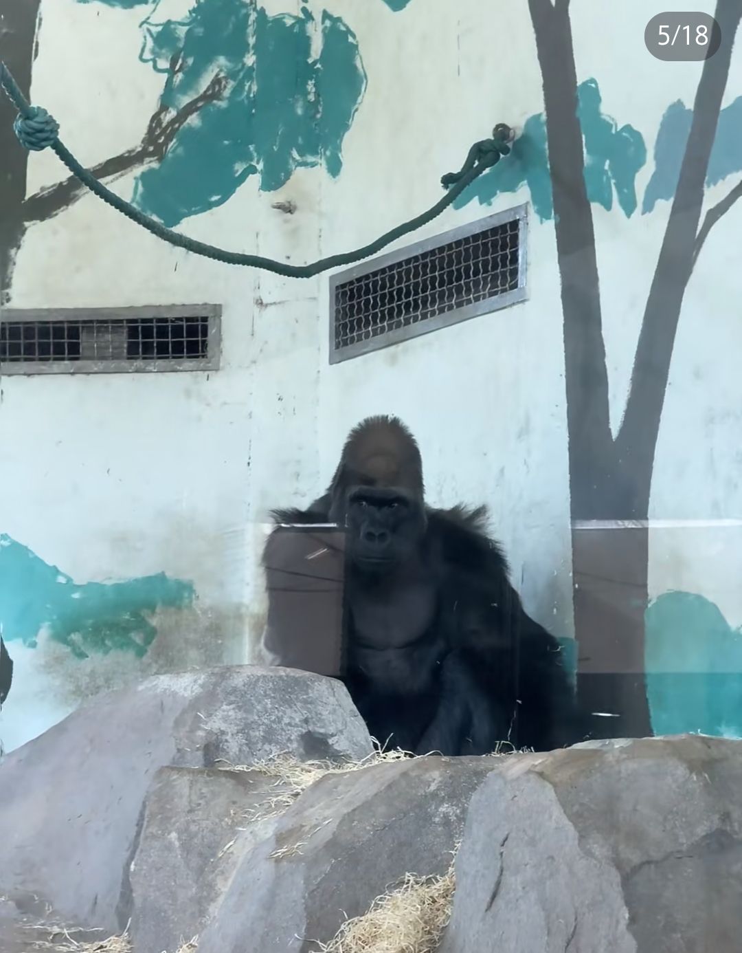 上海动物园旅行图片 1