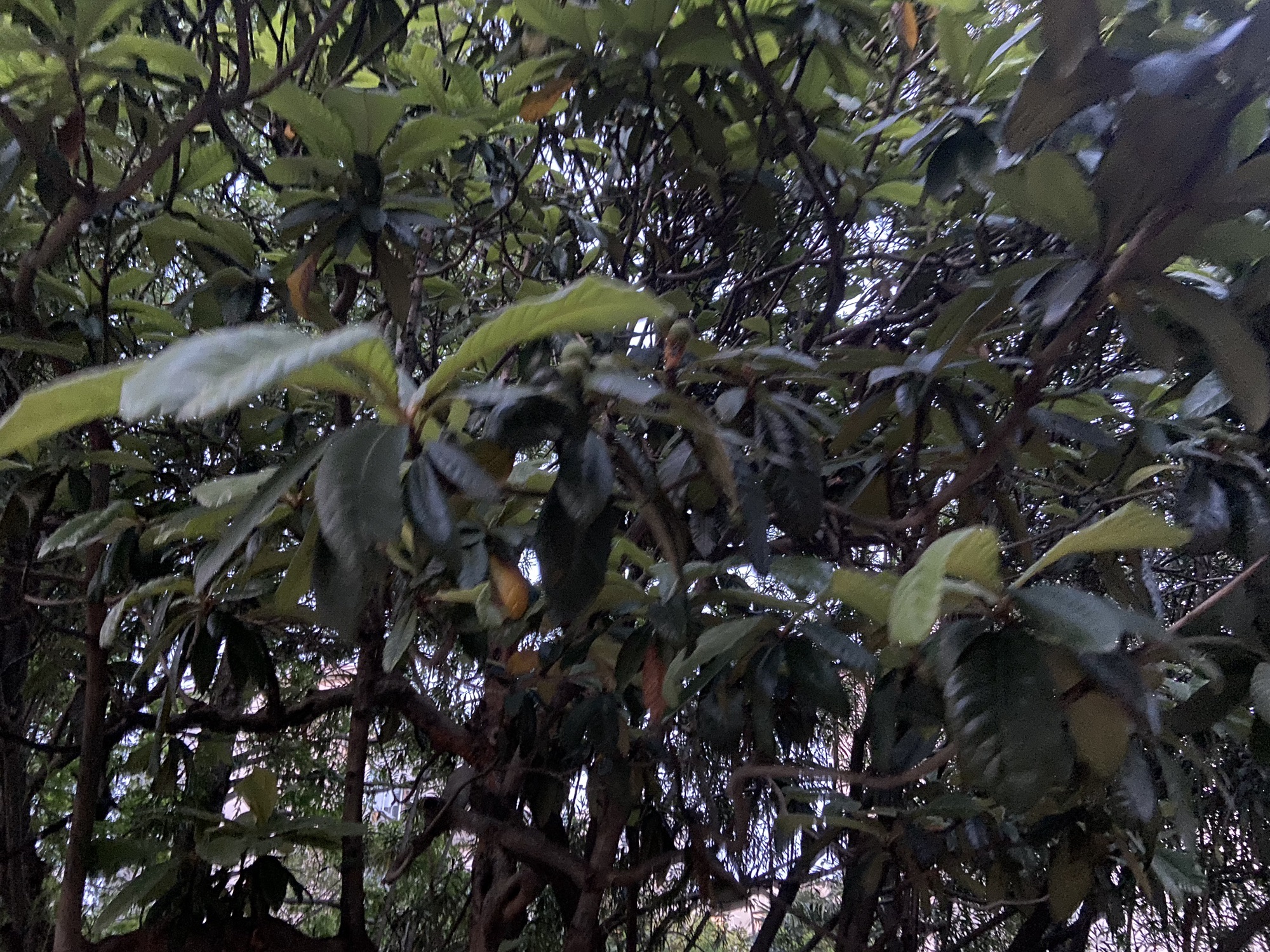 水霞公园旅行图片 3