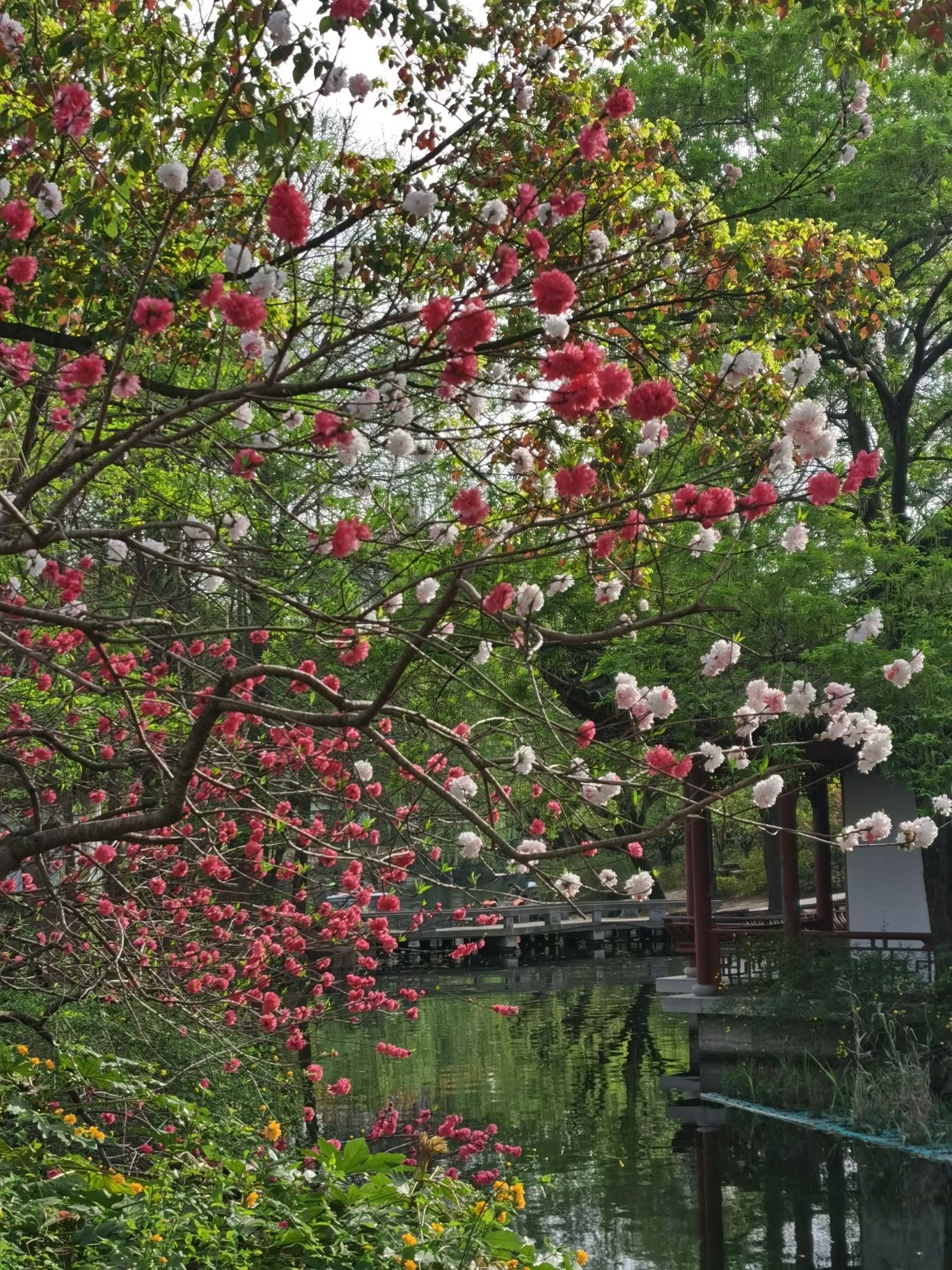 古华园旅行图片 2